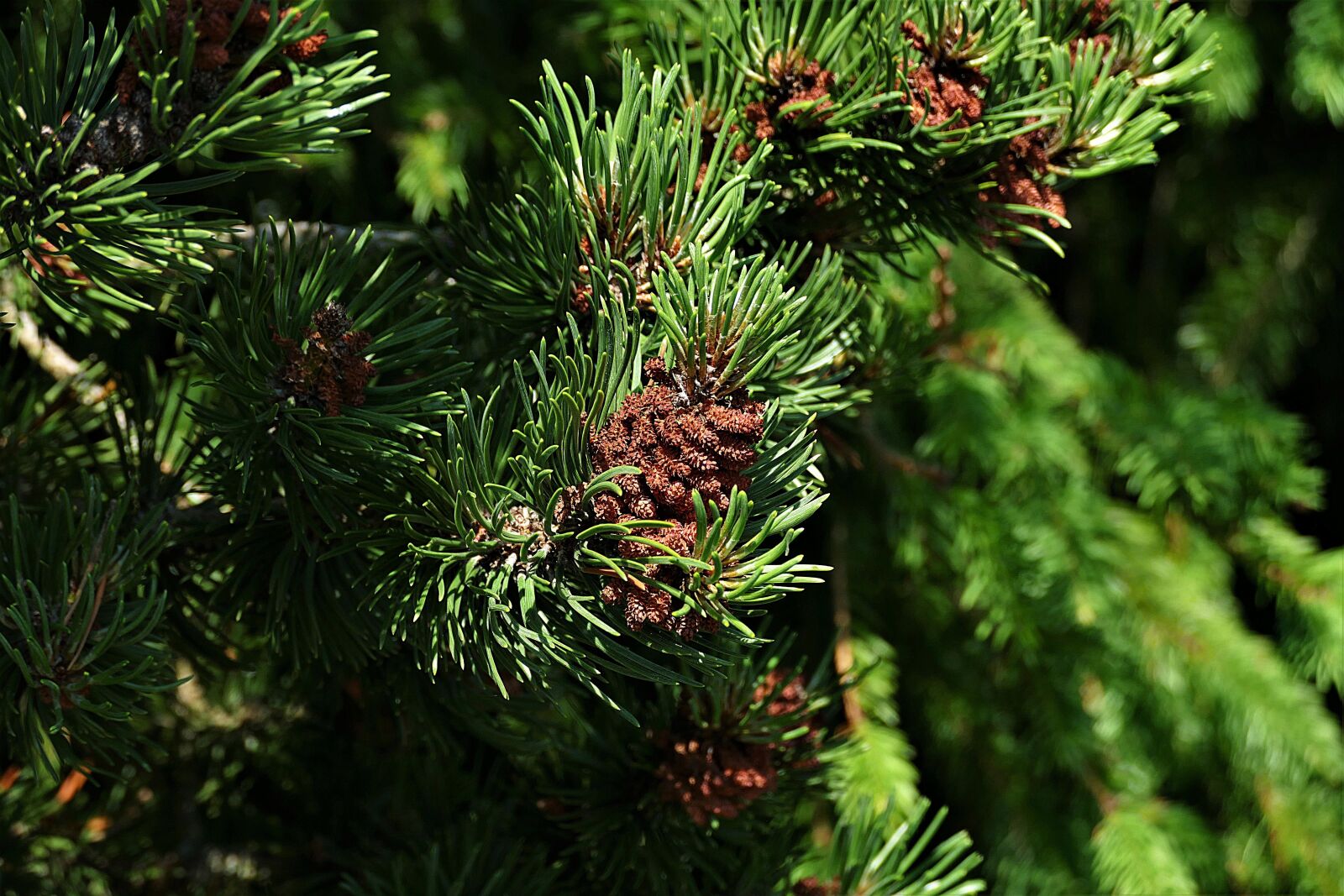 Panasonic Lumix DMC-FZ1000 sample photo. Pine, needles, shoots photography