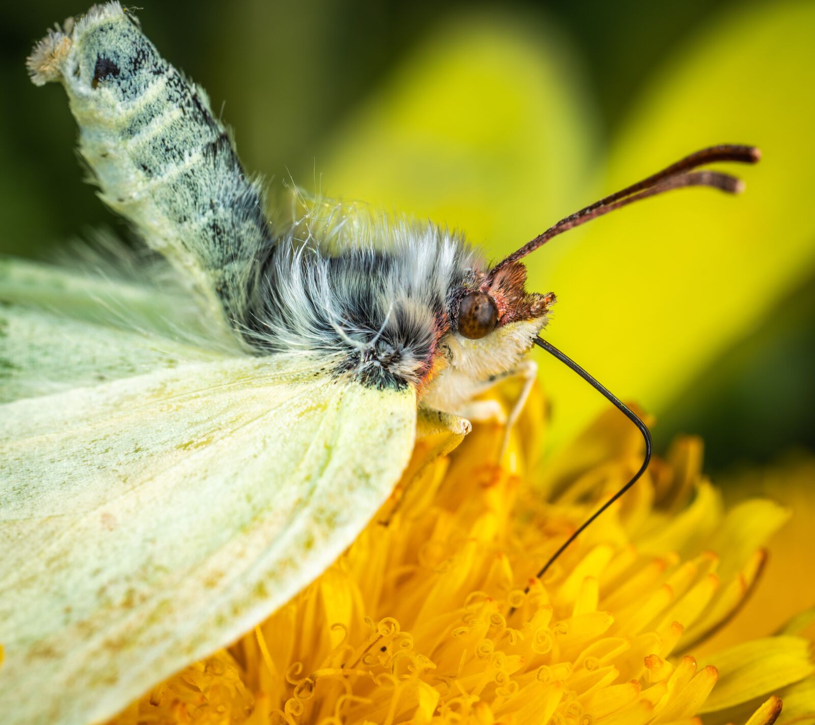 #124 65/2.8 sample photo. Insect, macro, butterfly photography
