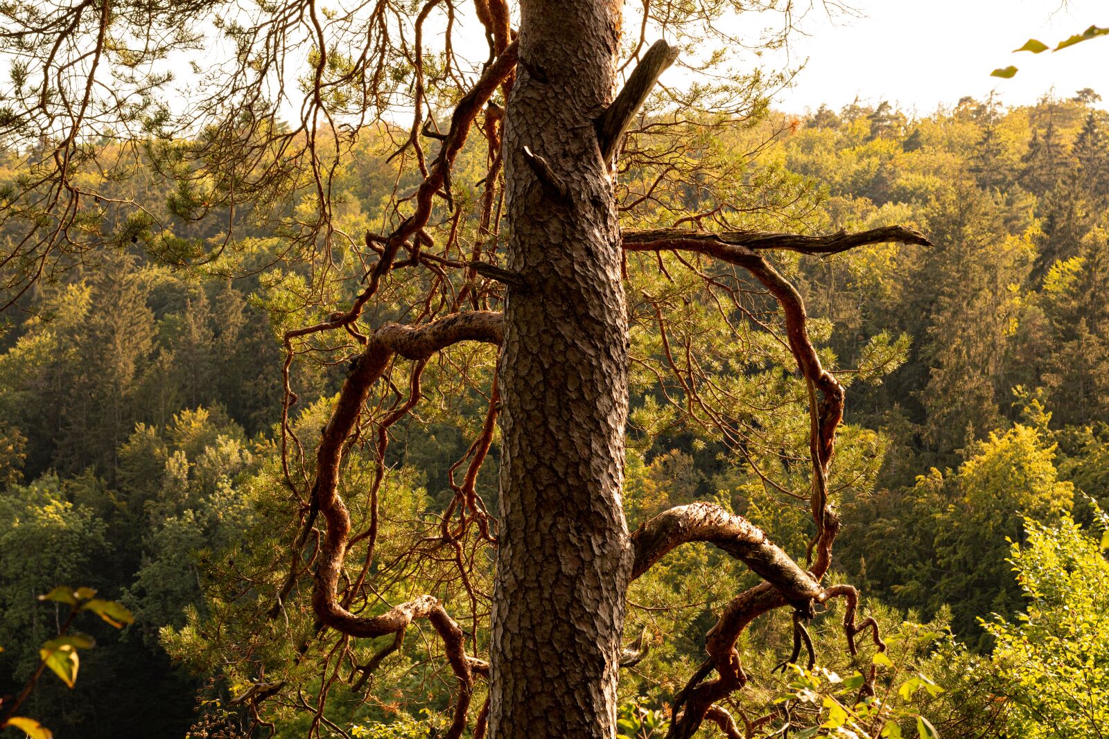 Nikon D5600 sample photo. Trees, tree trunk, forest photography