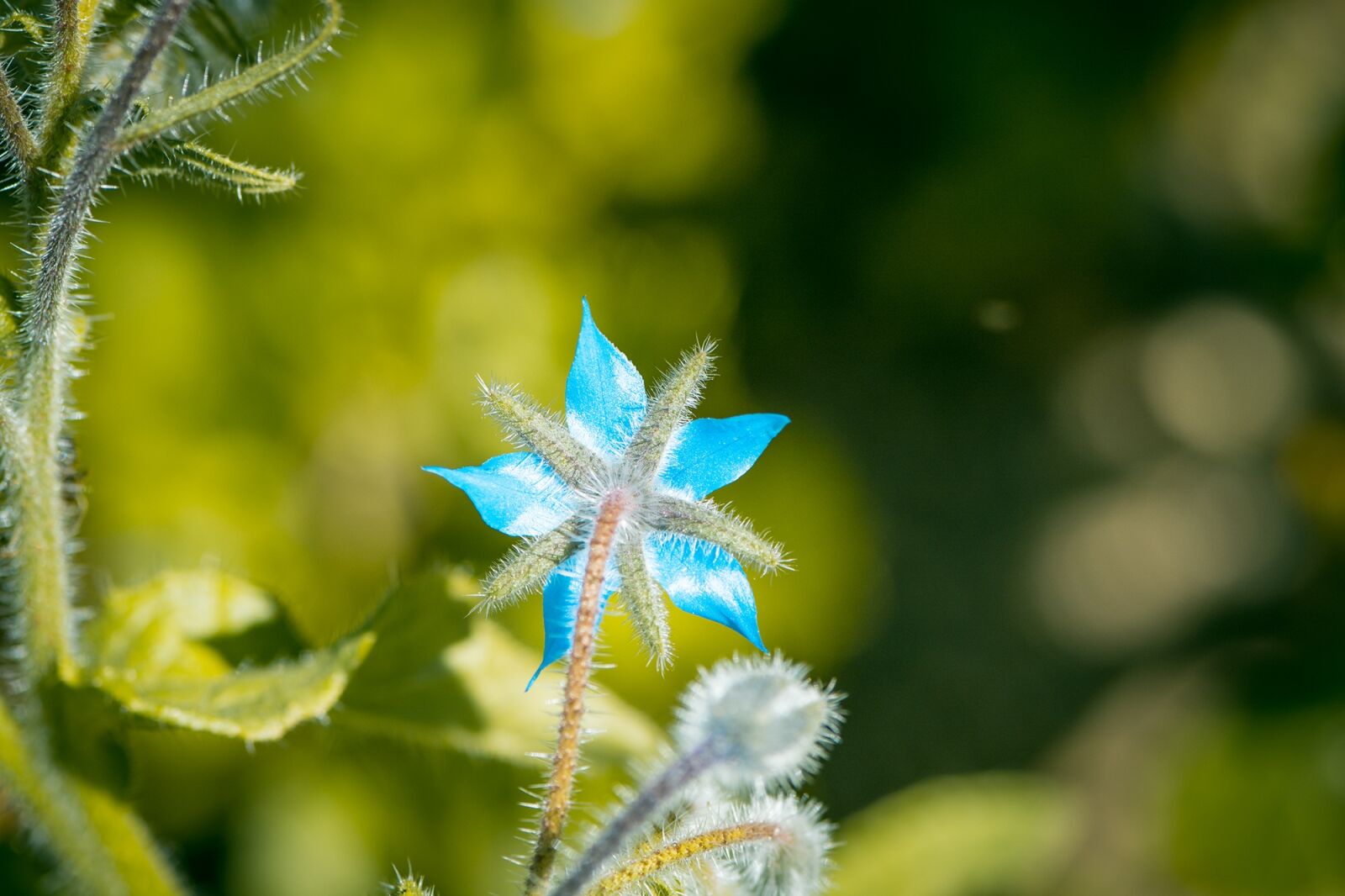Nikon D7100 sample photo. Borage, kukumerkraut, cucumber herb photography