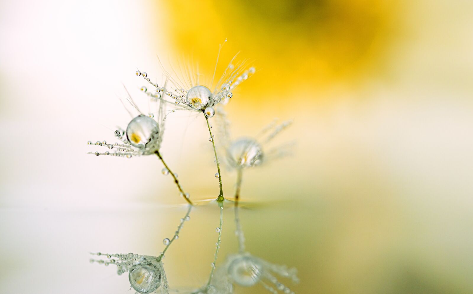 Canon EOS R sample photo. Dandelion, drip, mirroring photography