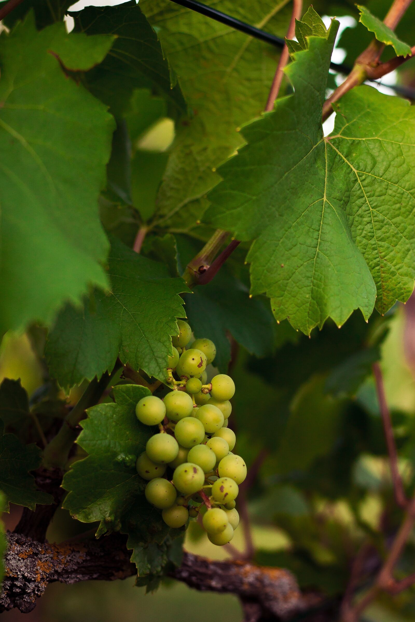 Canon EOS 1100D (EOS Rebel T3 / EOS Kiss X50) + Canon EF 50mm F1.8 STM sample photo. Summer, grapevine, vines photography