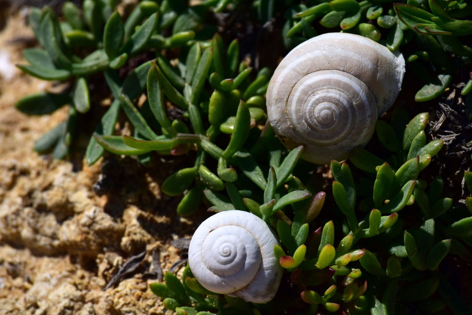 Nikon D3300 sample photo. Beach, shell, vegetation photography