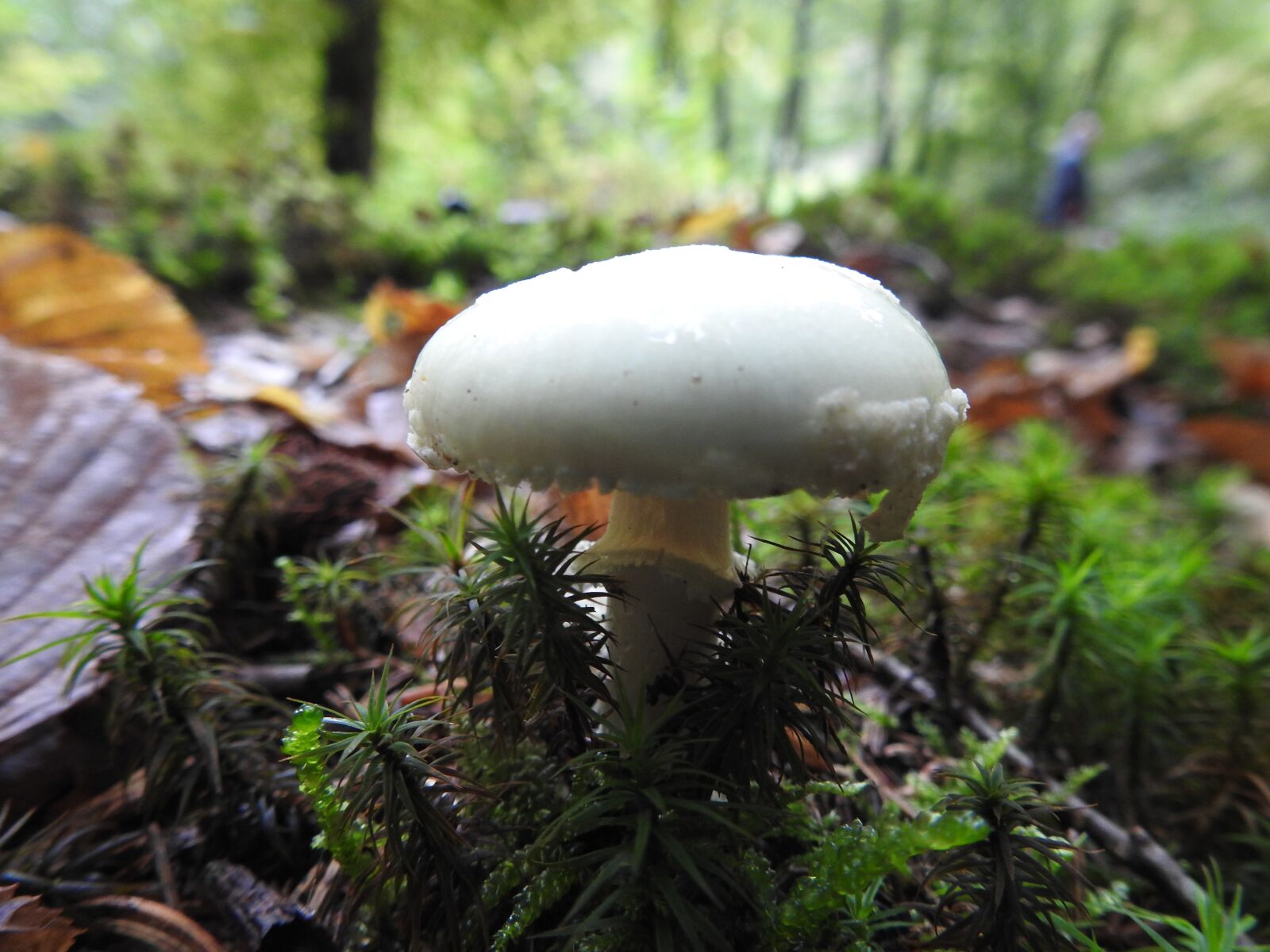 Nikon Coolpix P900 sample photo. Mushroom, forest floor, forest photography
