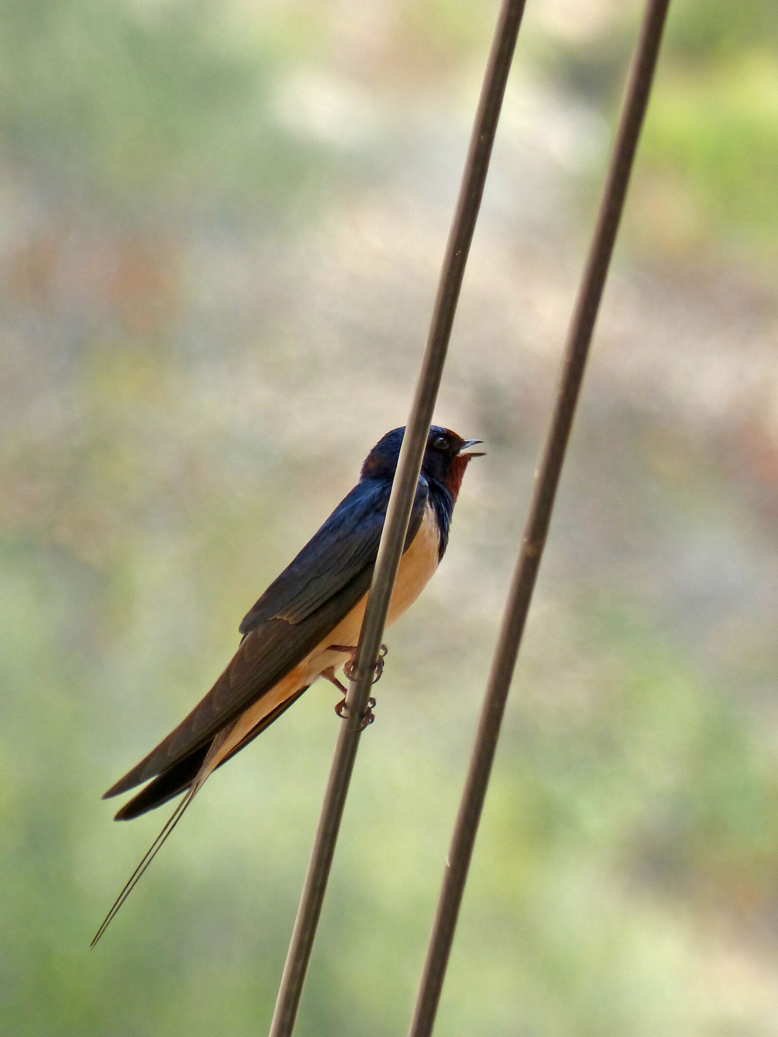 Panasonic DMC-FZ62 sample photo. Swallow, oreneta, singing bird photography