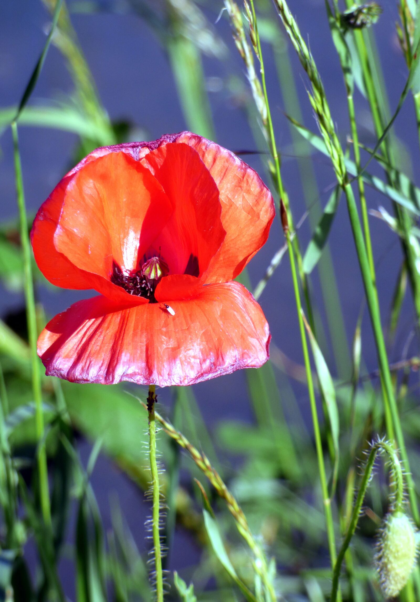 Panasonic DMC-FZ72 sample photo. Flower, red, poppy photography