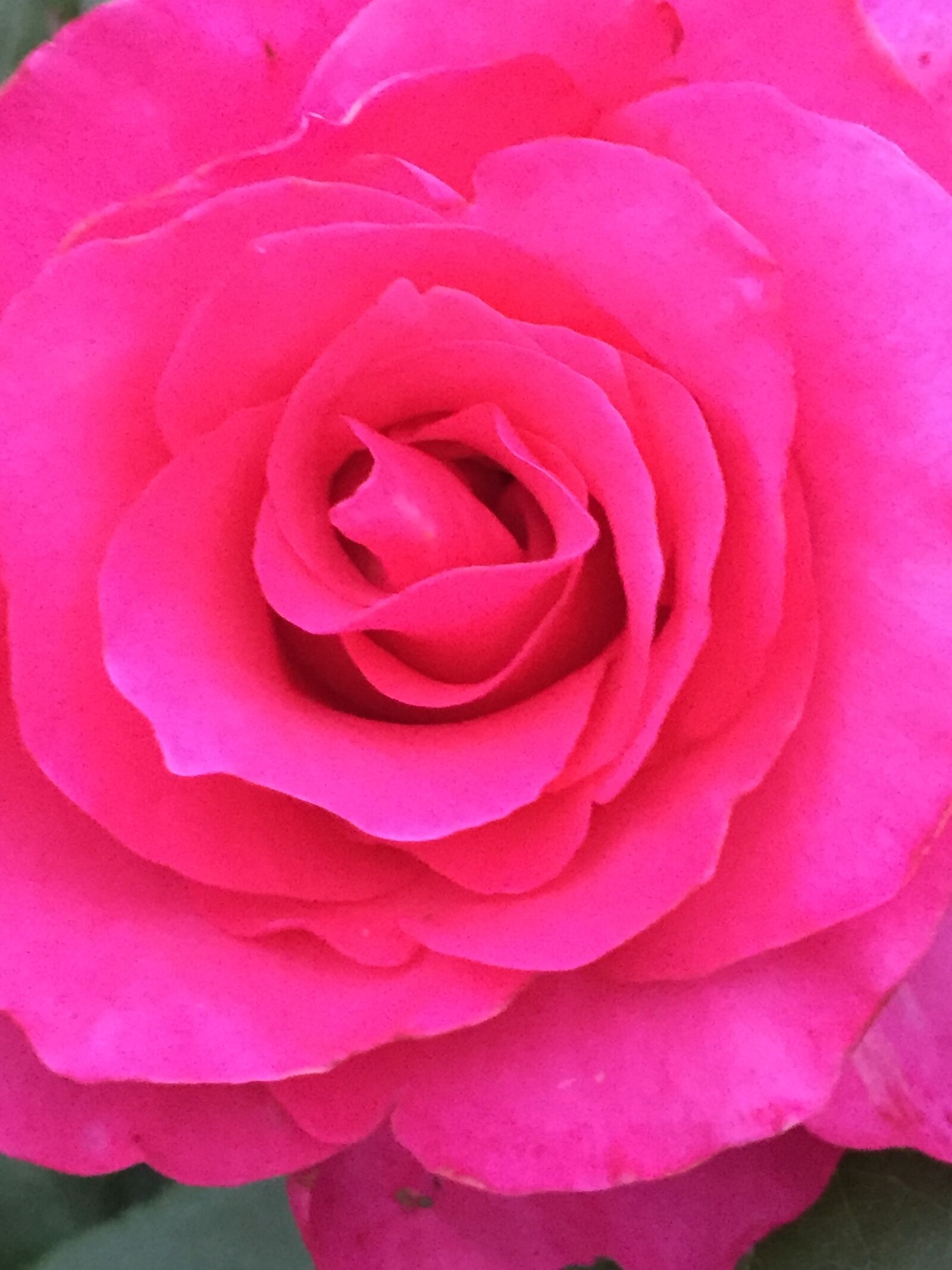iPhone 6 back camera 4.15mm f/2.2 sample photo. Fragrance, beauty, nature photography