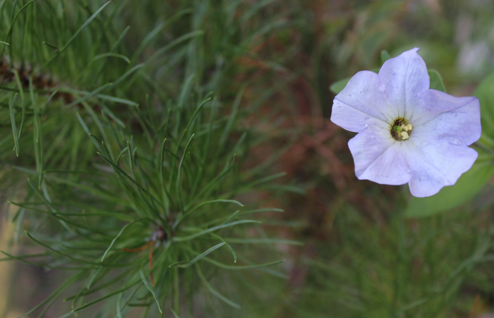 Canon EOS 600D (Rebel EOS T3i / EOS Kiss X5) sample photo. Flower, needles, blue photography