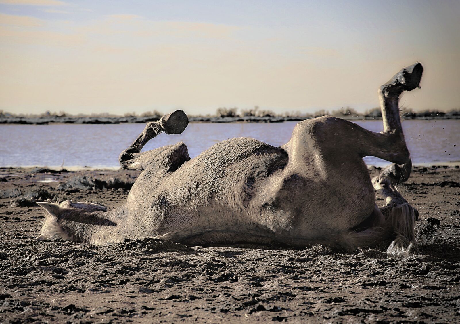 Canon EOS 5D Mark III sample photo. Horse, camargue, horses photography