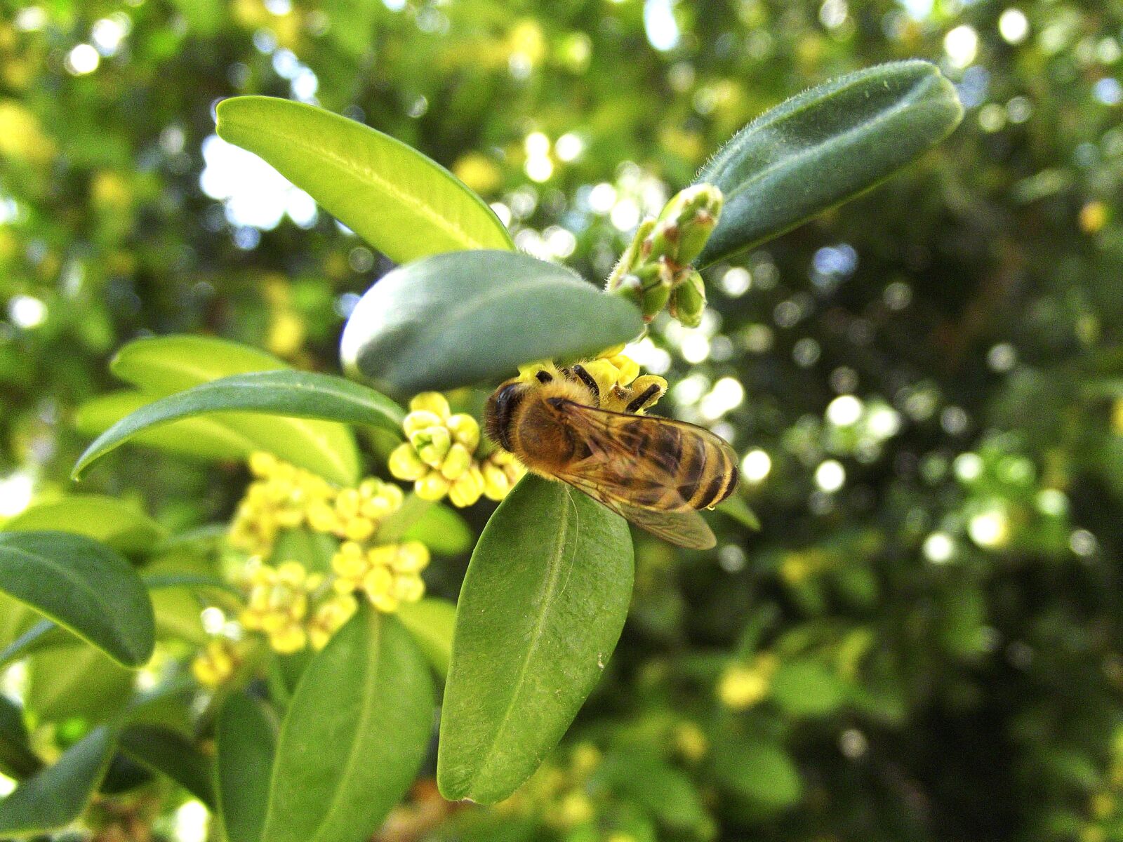 FujiFilm FinePix S2800HD (FinePix S2900HD) sample photo. Bee, spring, pollen photography