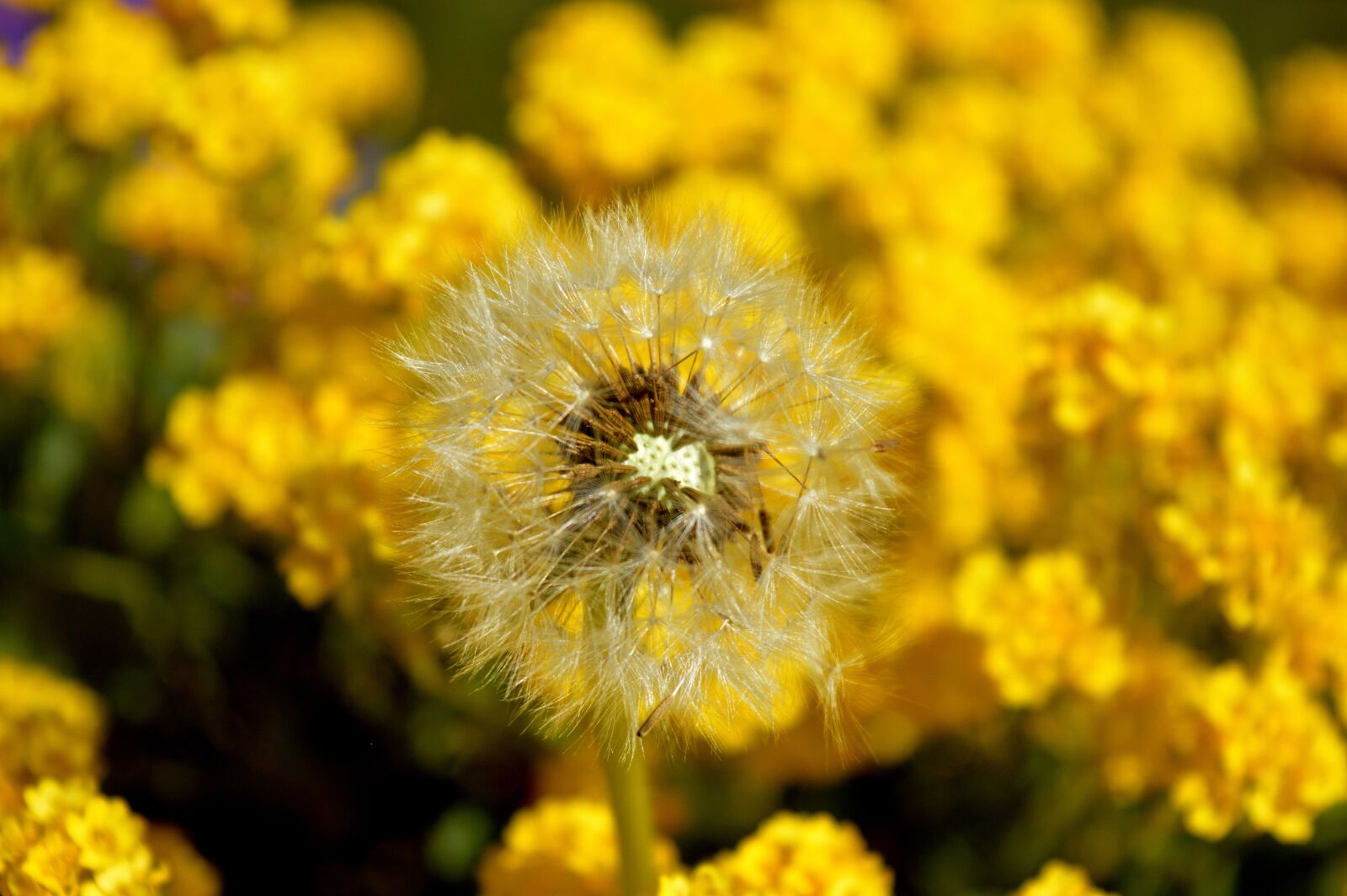 Nikon D3200 sample photo. Dandelion, seeds, spring photography
