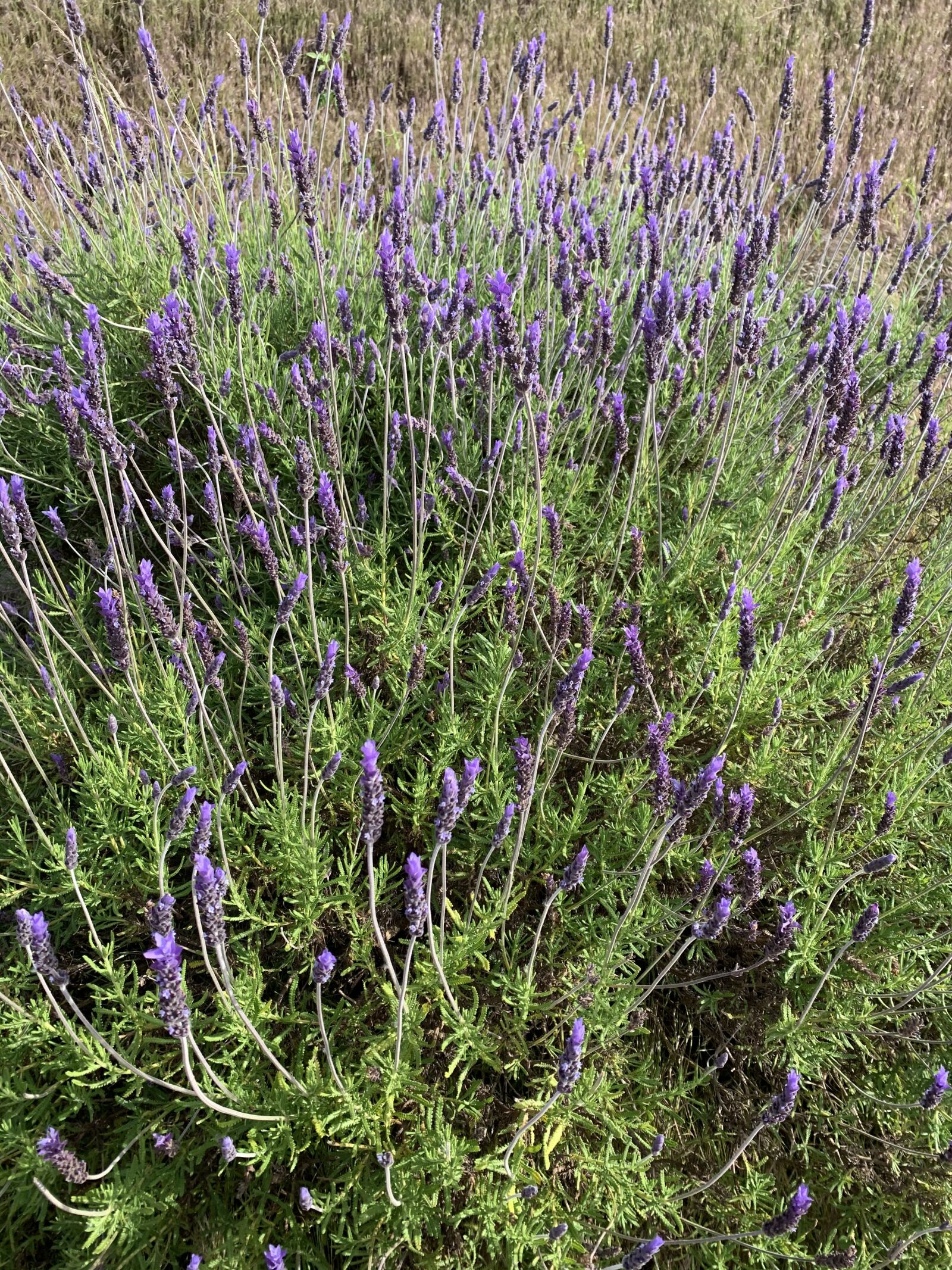 Apple iPhone XR sample photo. Spring flowers, lavender, badajoz photography