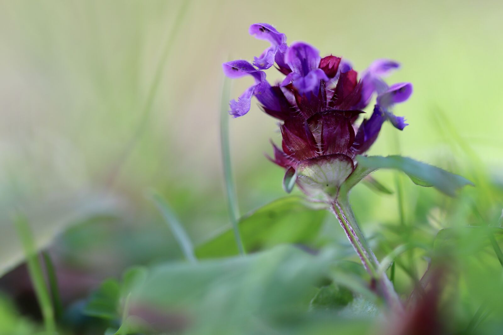 Canon EOS 800D (EOS Rebel T7i / EOS Kiss X9i) sample photo. Lamium maculatum, dead nettle photography
