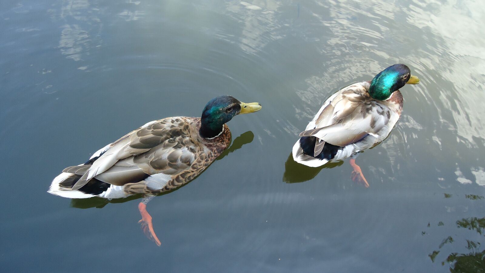 Sony Cyber-shot DSC-W320 sample photo. Ducks, colorful, birds photography