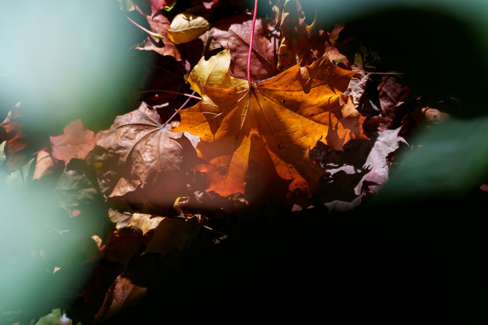 Sony a7CR sample photo. Autumn leaves photography