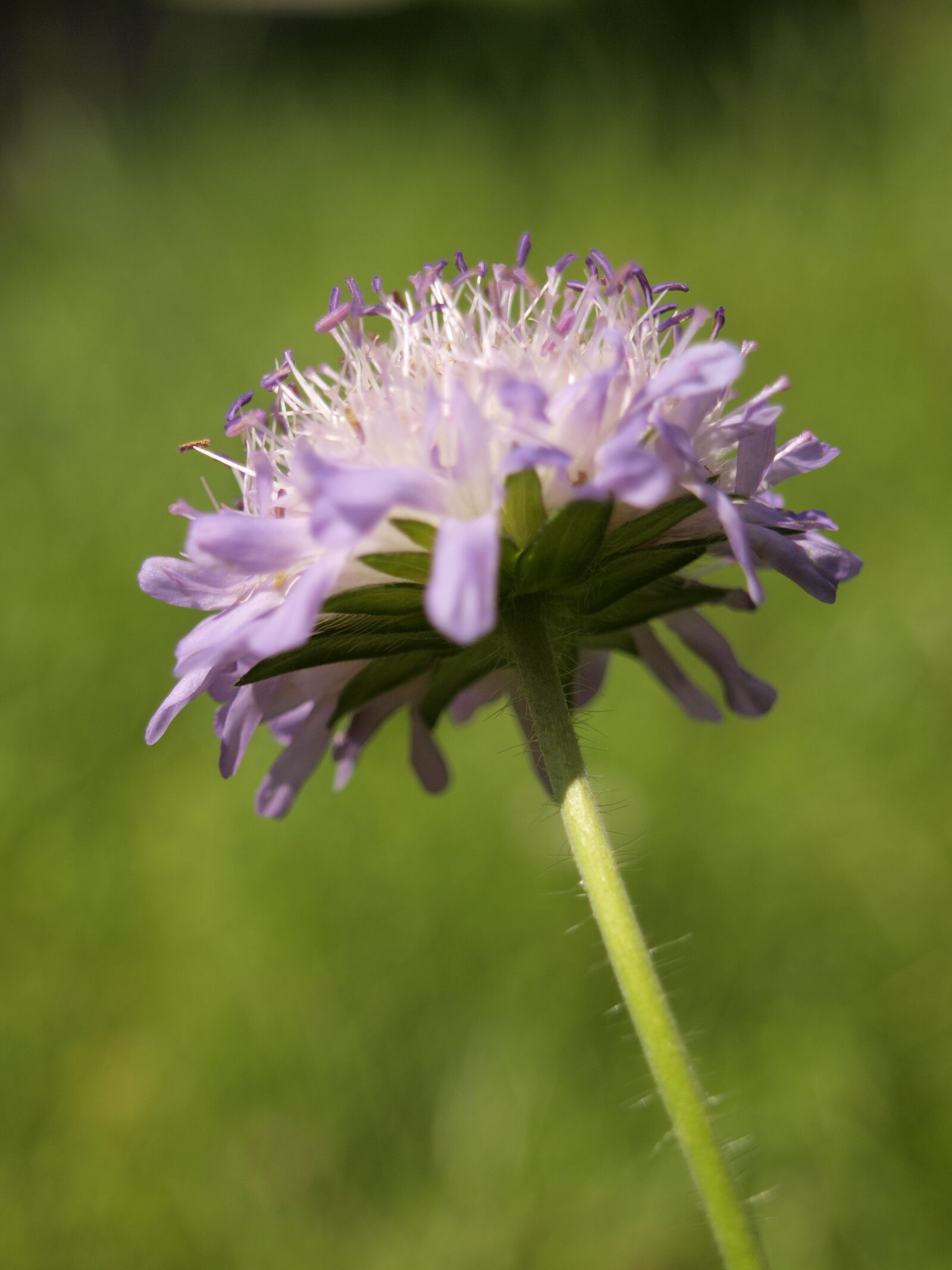 Olympus E-420 (EVOLT E-420) sample photo. Meadow, flower, dandelion photography