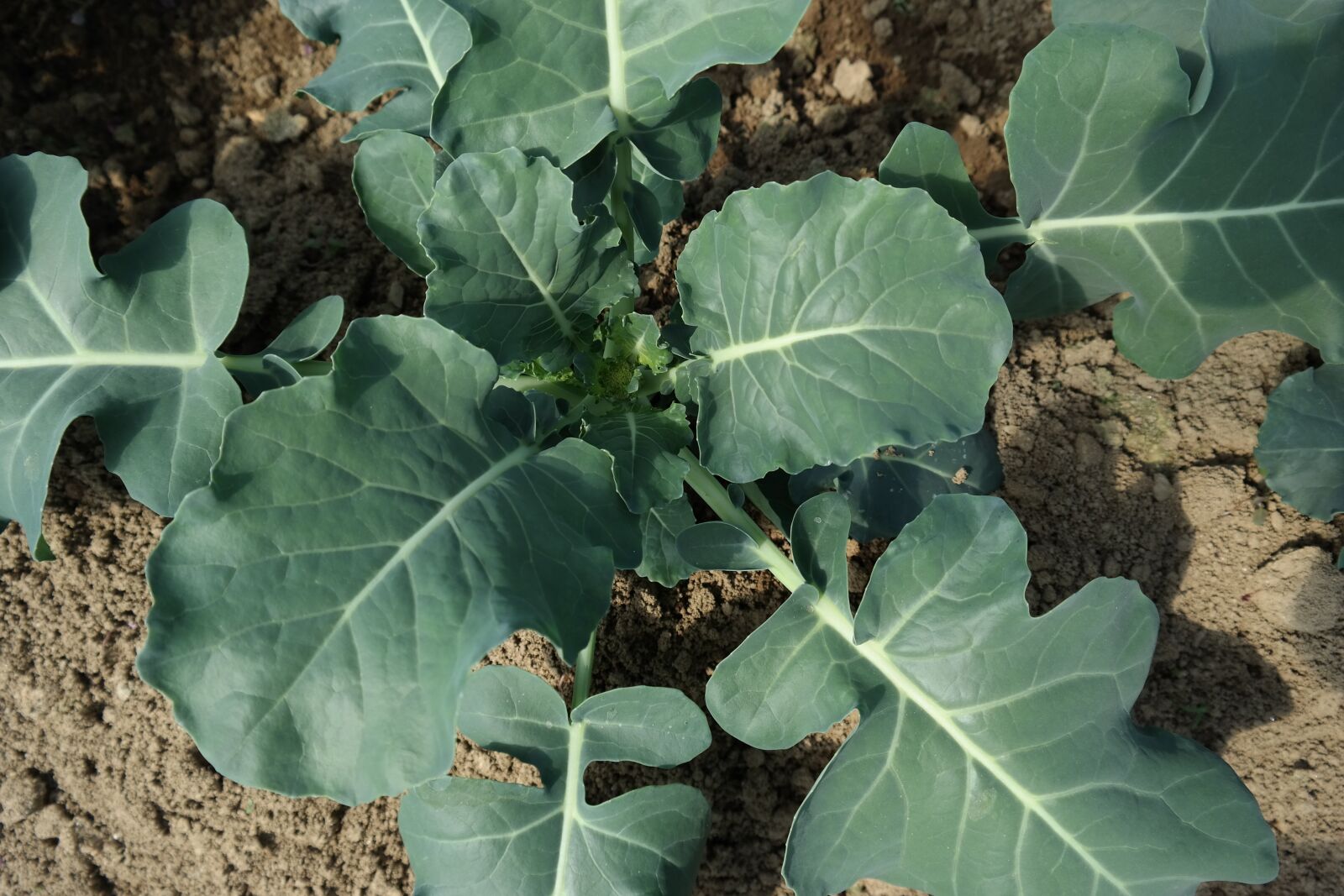 Samsung NX300 sample photo. Broccoli, agricultural products, crop photography