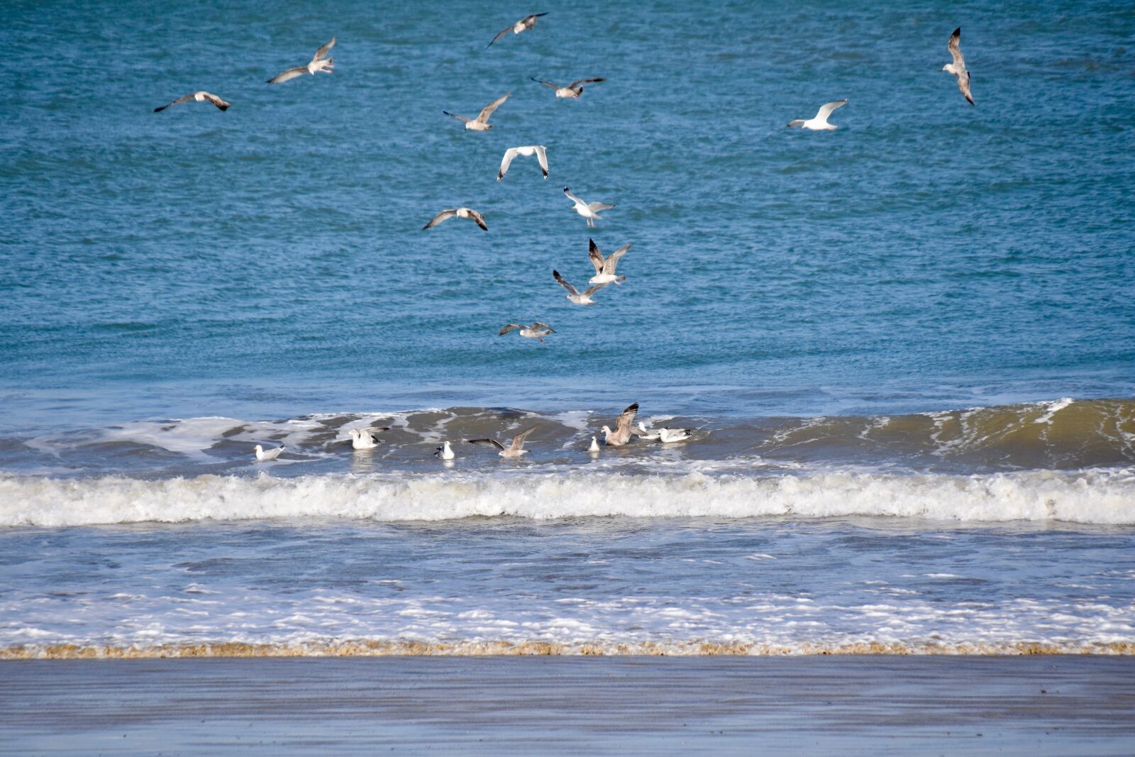 Nikon D5600 sample photo. Gulls, flying sea gulls photography