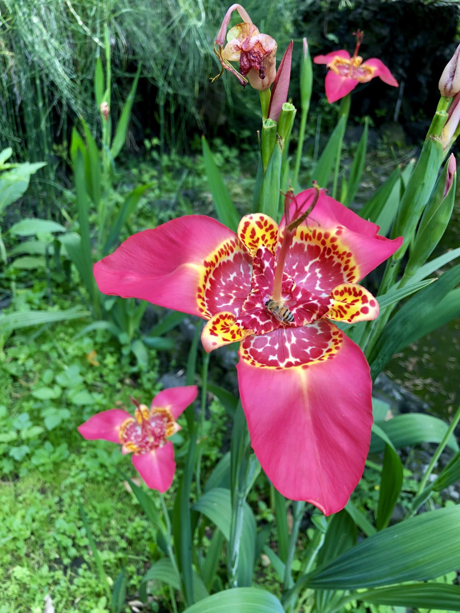 iPhone X back dual camera 4mm f/1.8 sample photo. Pink, flower, blossom photography