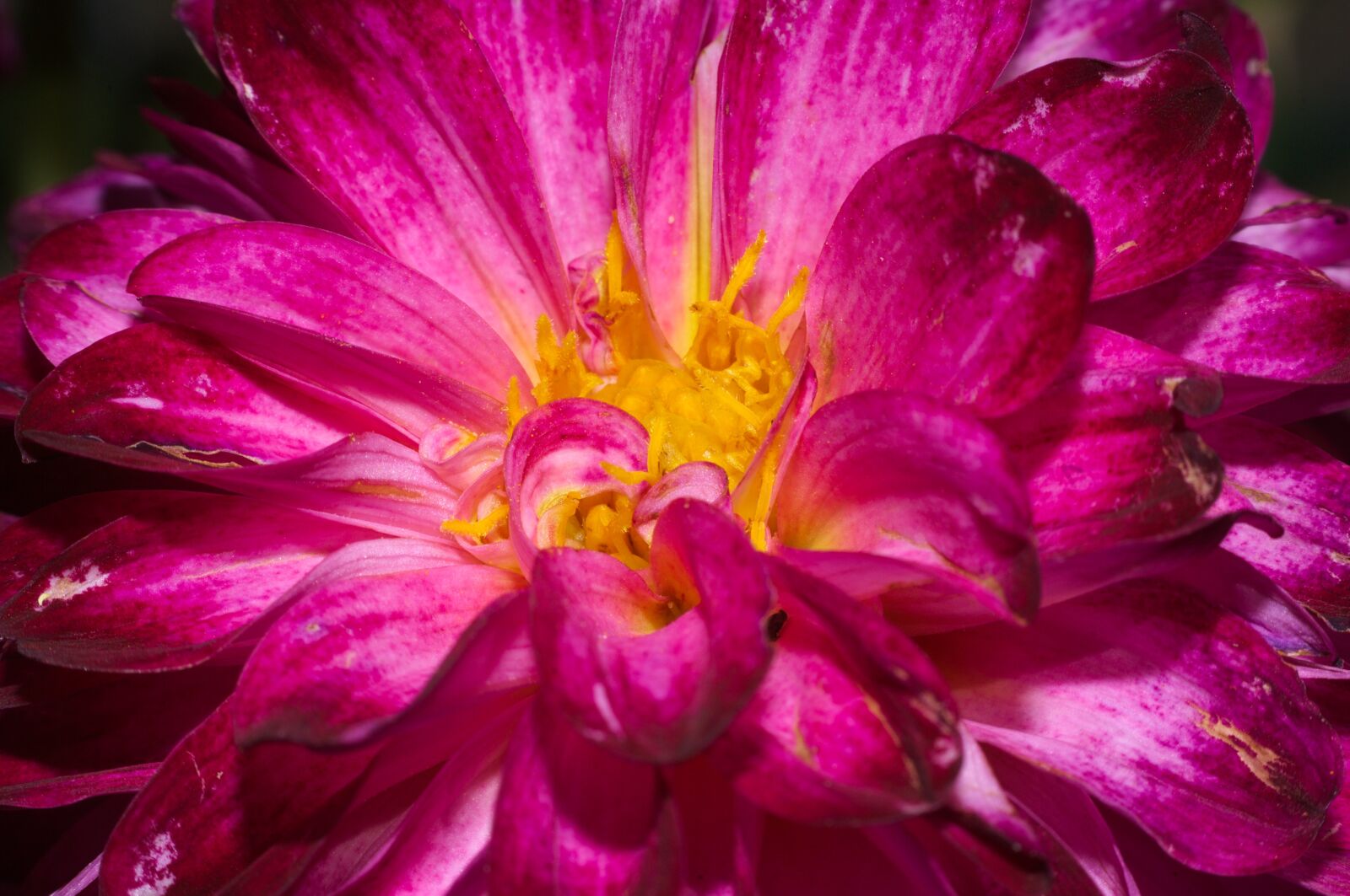 Nikon D2X sample photo. Dalia, dahlia, flower photography