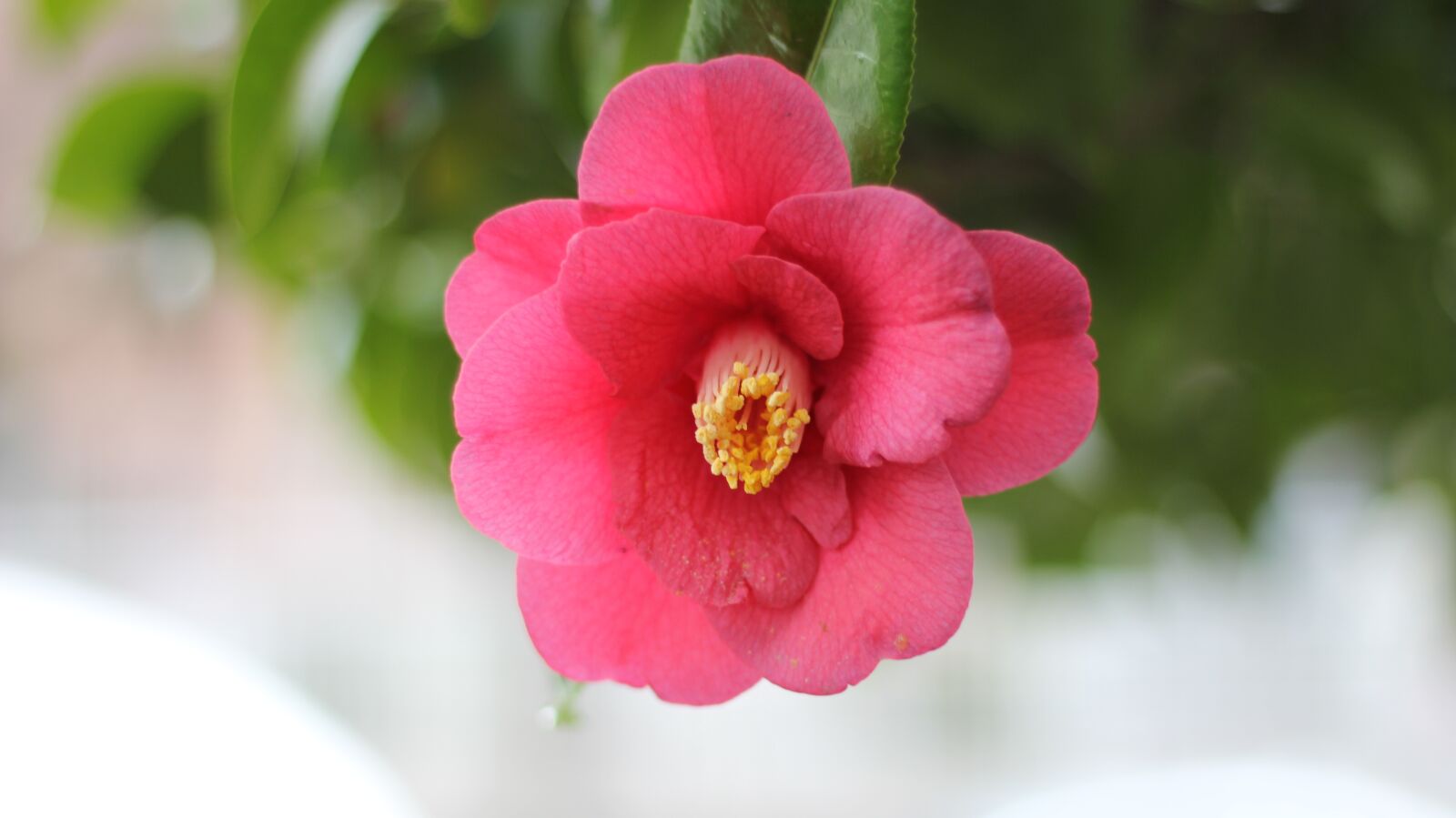 Canon EOS 60D + Canon EF 50mm F1.8 STM sample photo. Camellia, affix, tue-sa photography