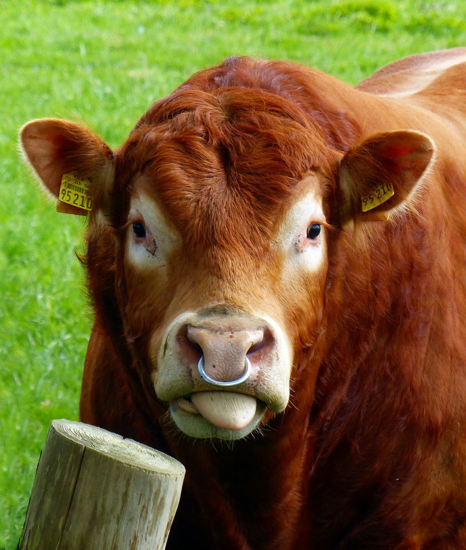 Panasonic Lumix DMC-FZ200 sample photo. Beef, bull, nose ring photography