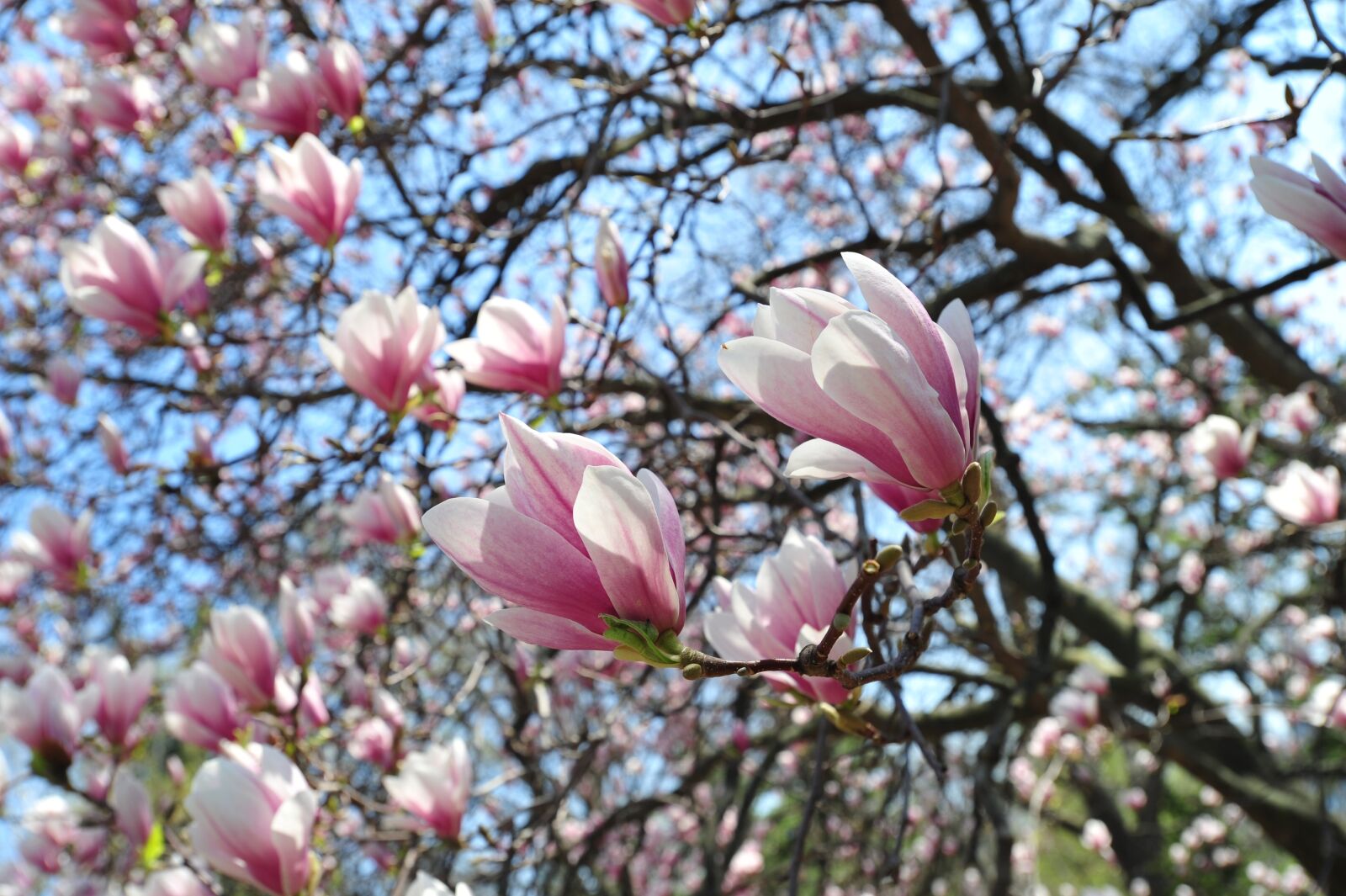 Nikon D3S sample photo. Flower, nature, elegance photography
