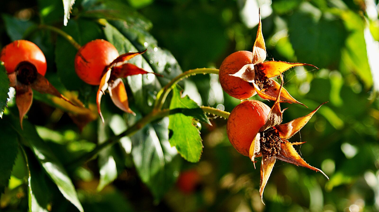 Sony Alpha DSLR-A350 sample photo. Rosehips, bush, morning photography
