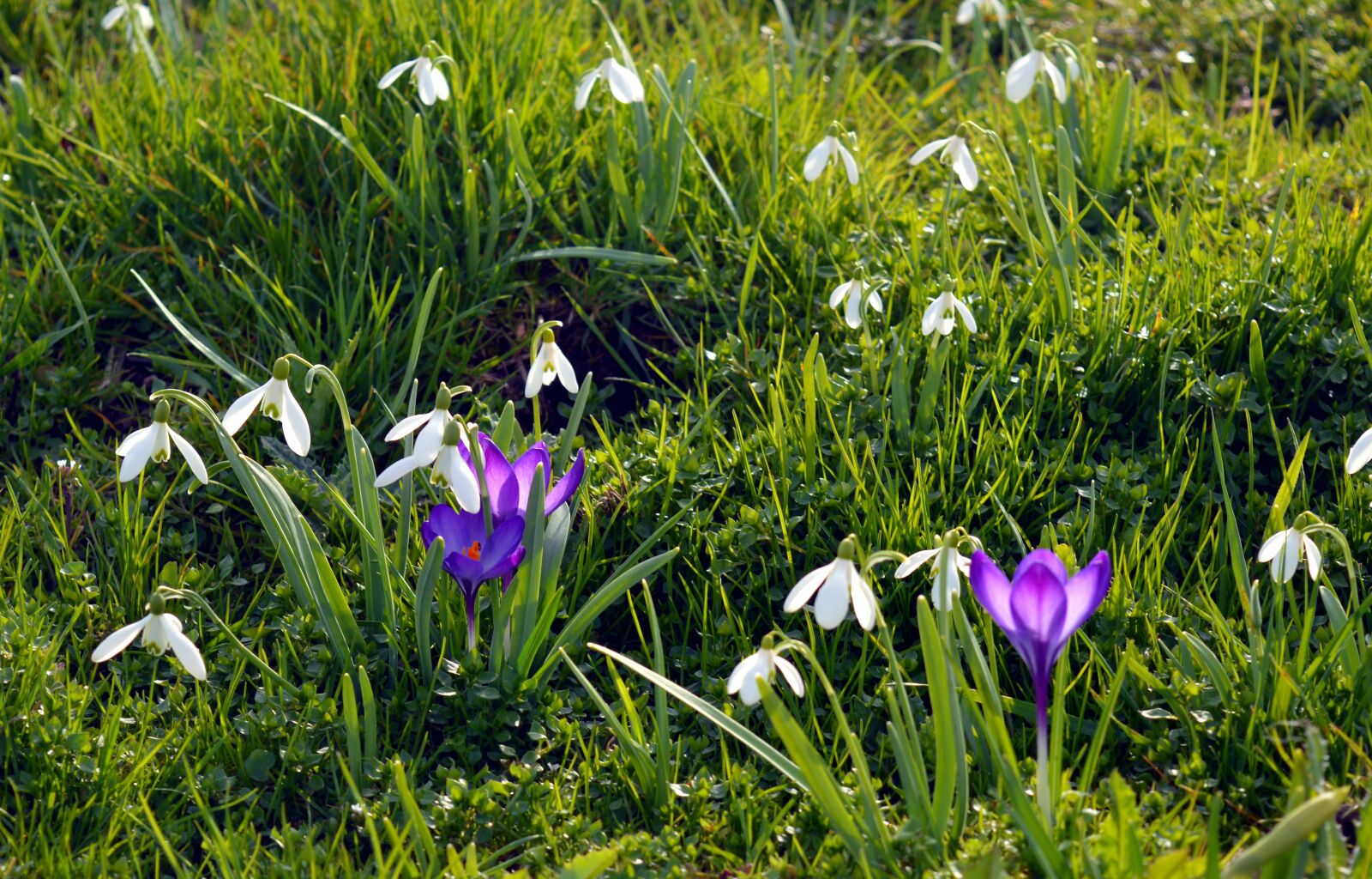 Nikon D3200 sample photo. Spring, meadow, flowers photography