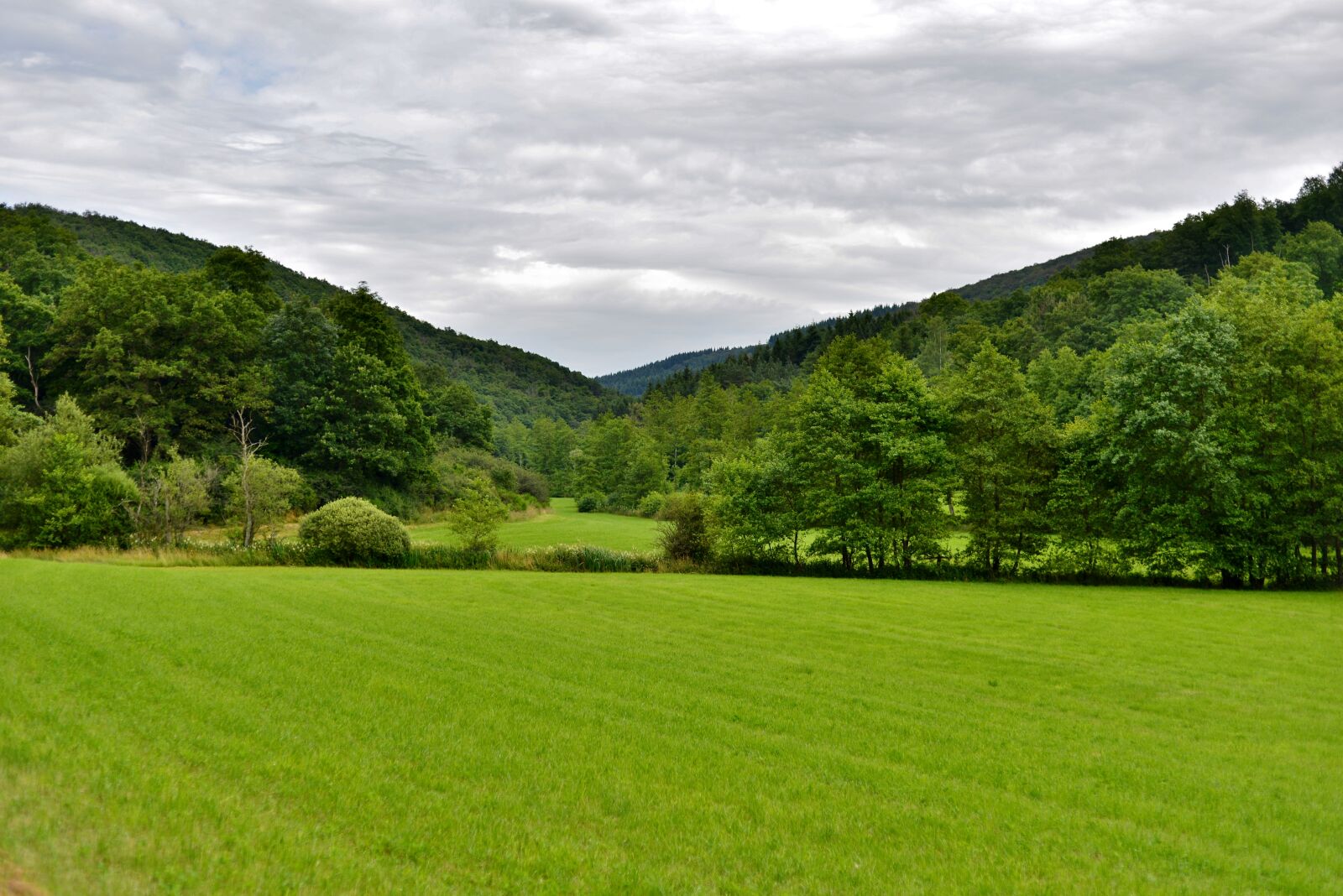 Nikon D600 sample photo. Landscape, nature, forest photography