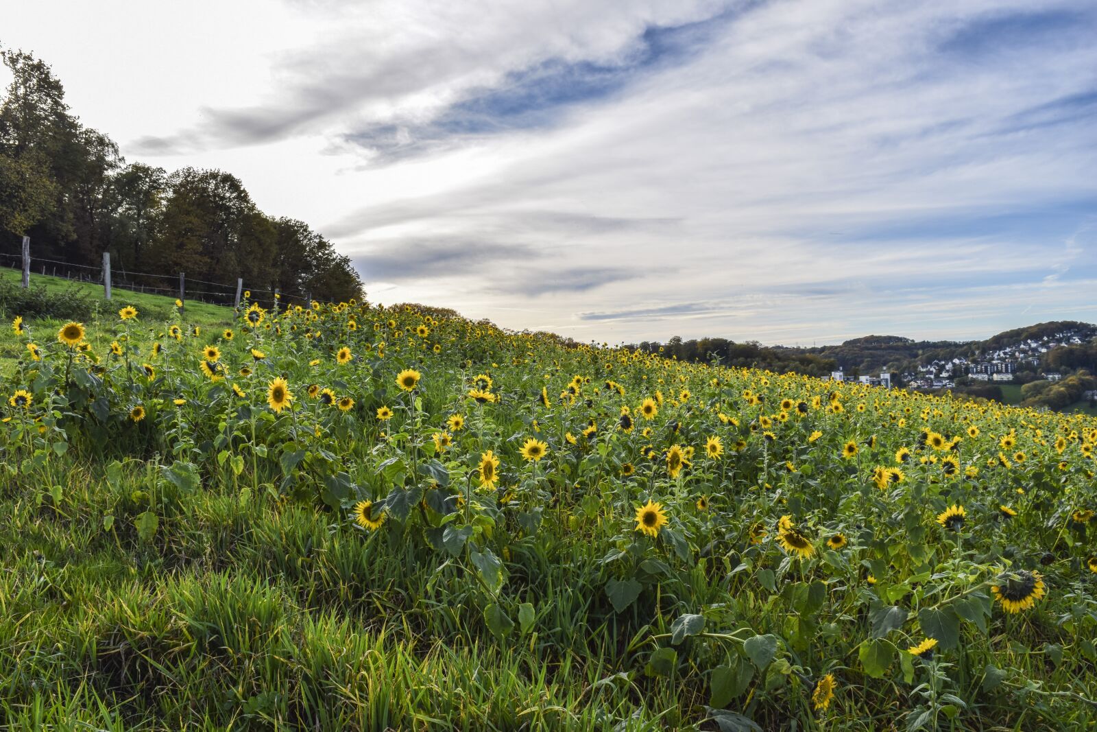 Nikon D3300 sample photo. Sunflower, flowers, yellow photography
