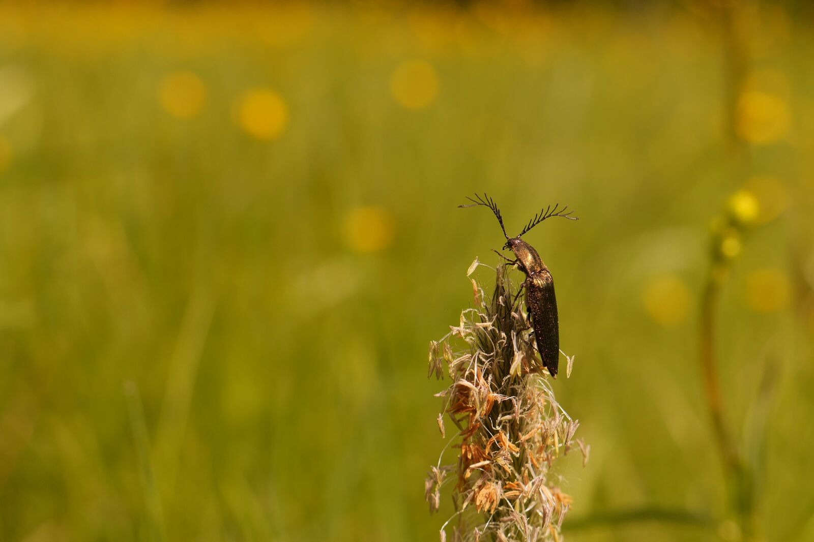 Panasonic Lumix DMC-GH3 sample photo. Comb beetle, beetle, meadow photography