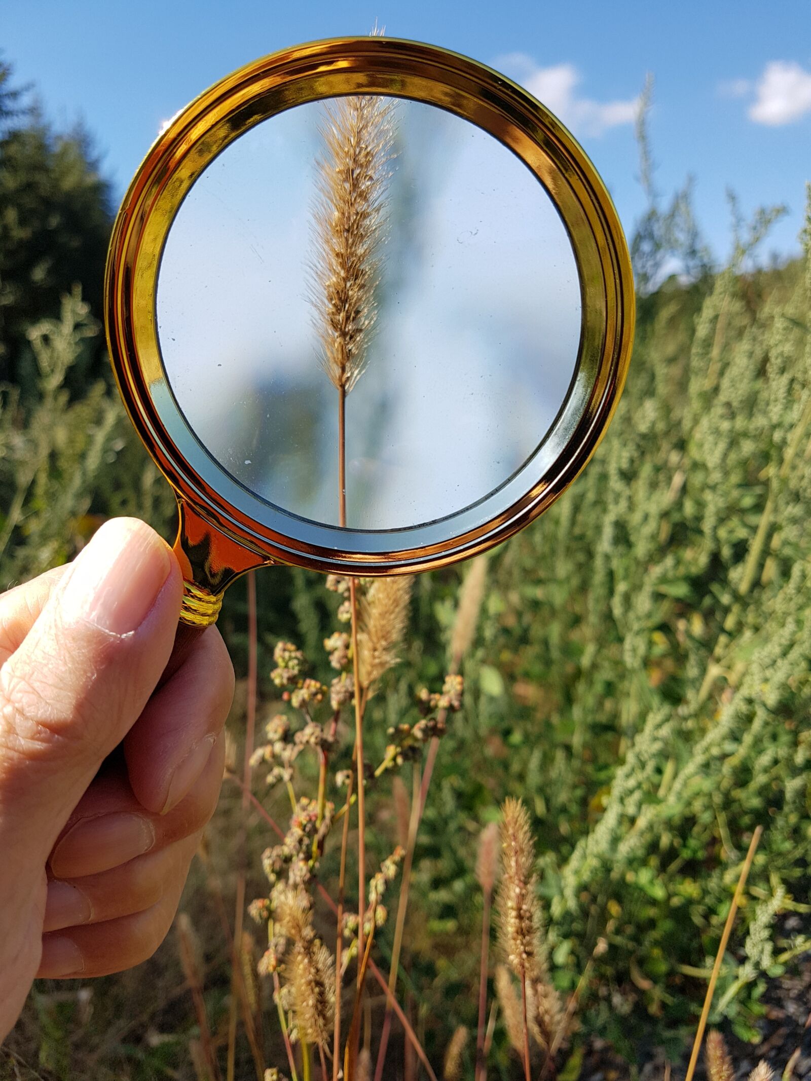 Samsung Galaxy S7 sample photo. Magnifying glass, magnification, nature photography