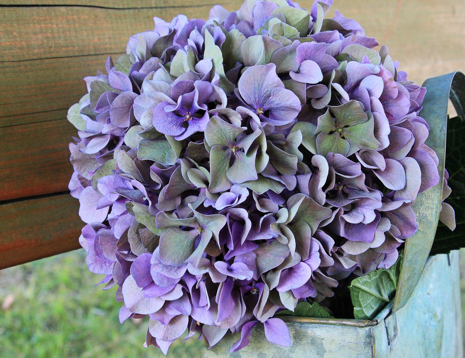 Canon EOS 550D (EOS Rebel T2i / EOS Kiss X4) sample photo. Hydrangea, flower, blossom photography