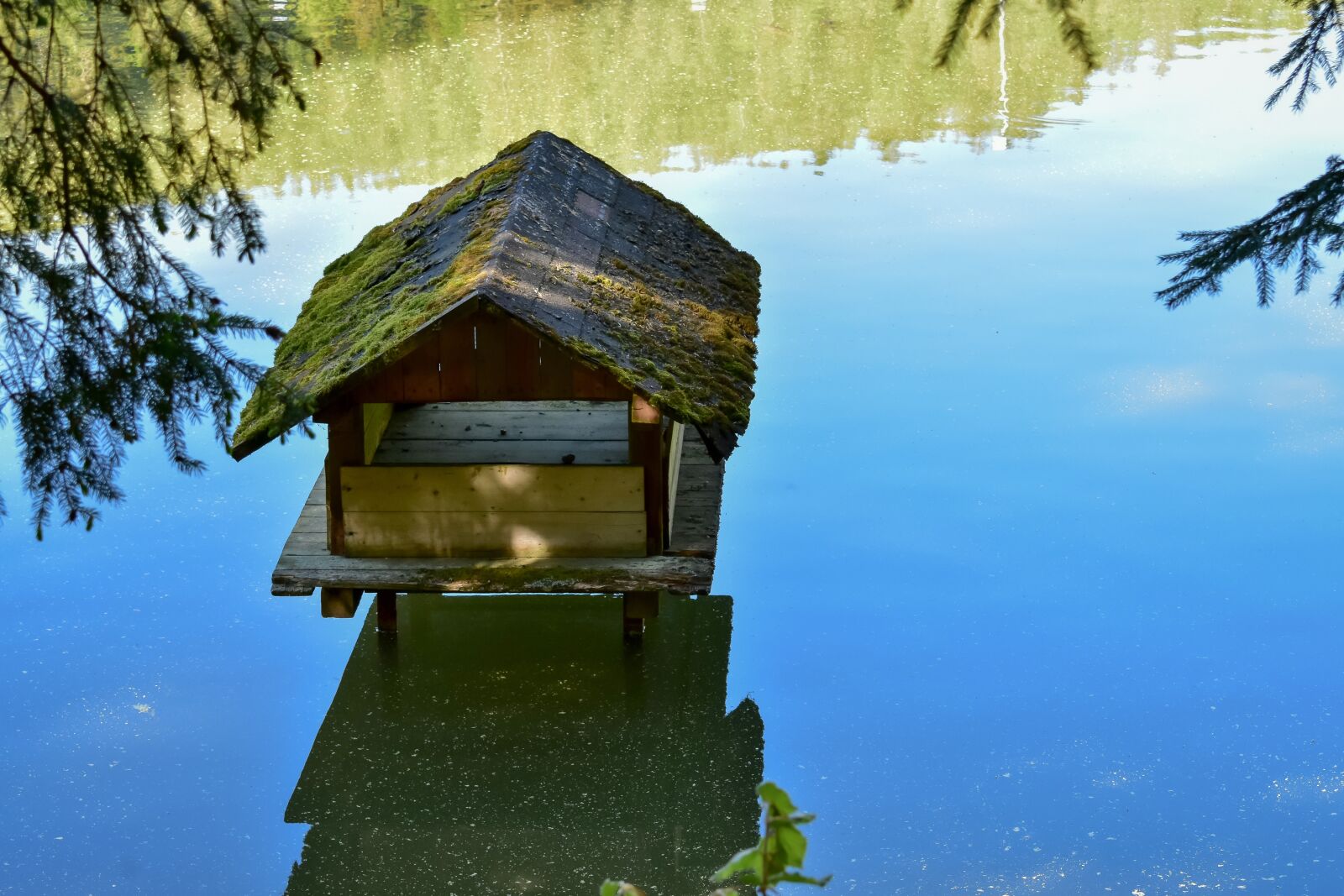 Nikon D3400 sample photo. Goose, house, water photography