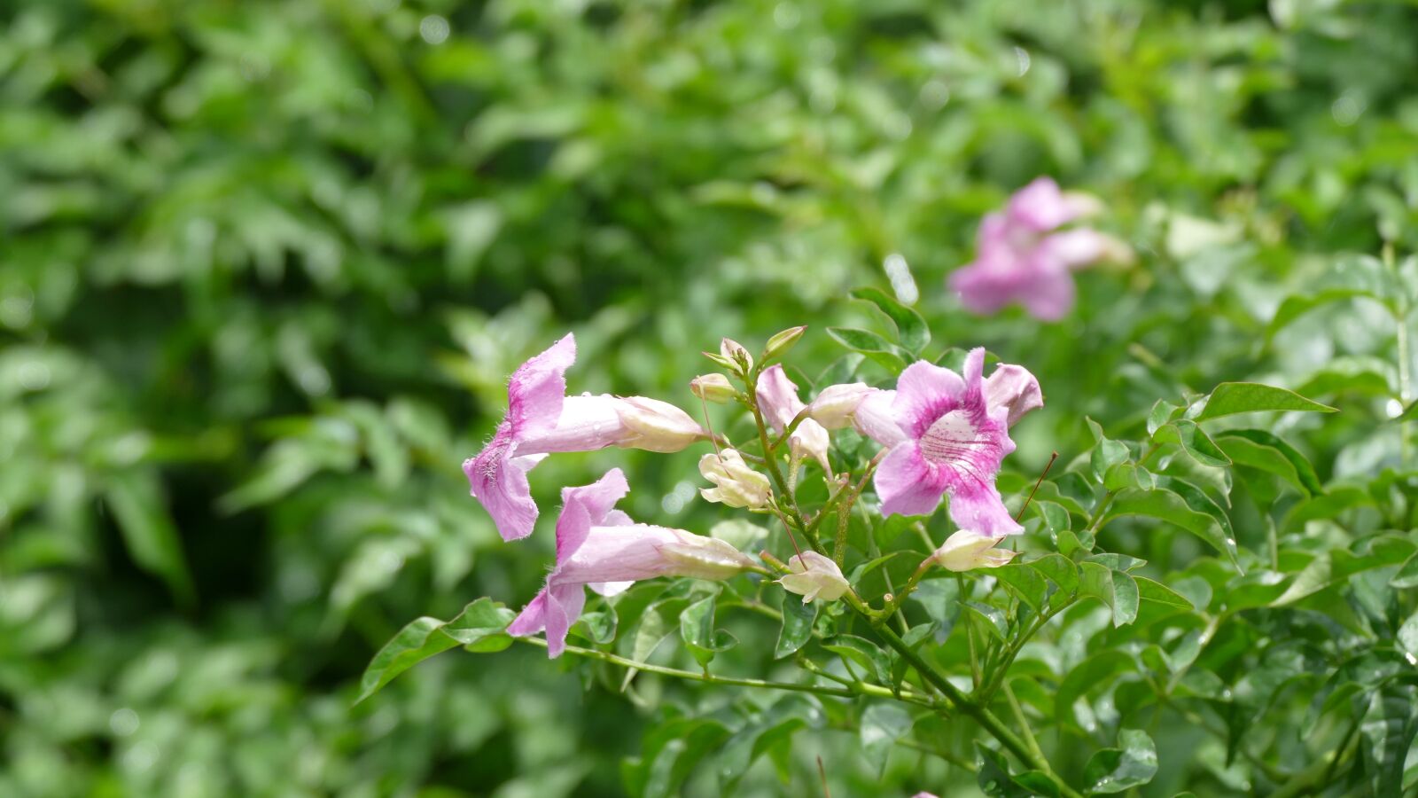 Panasonic Lumix DMC-FZ1000 sample photo. Garlic vine, bignone, flower photography