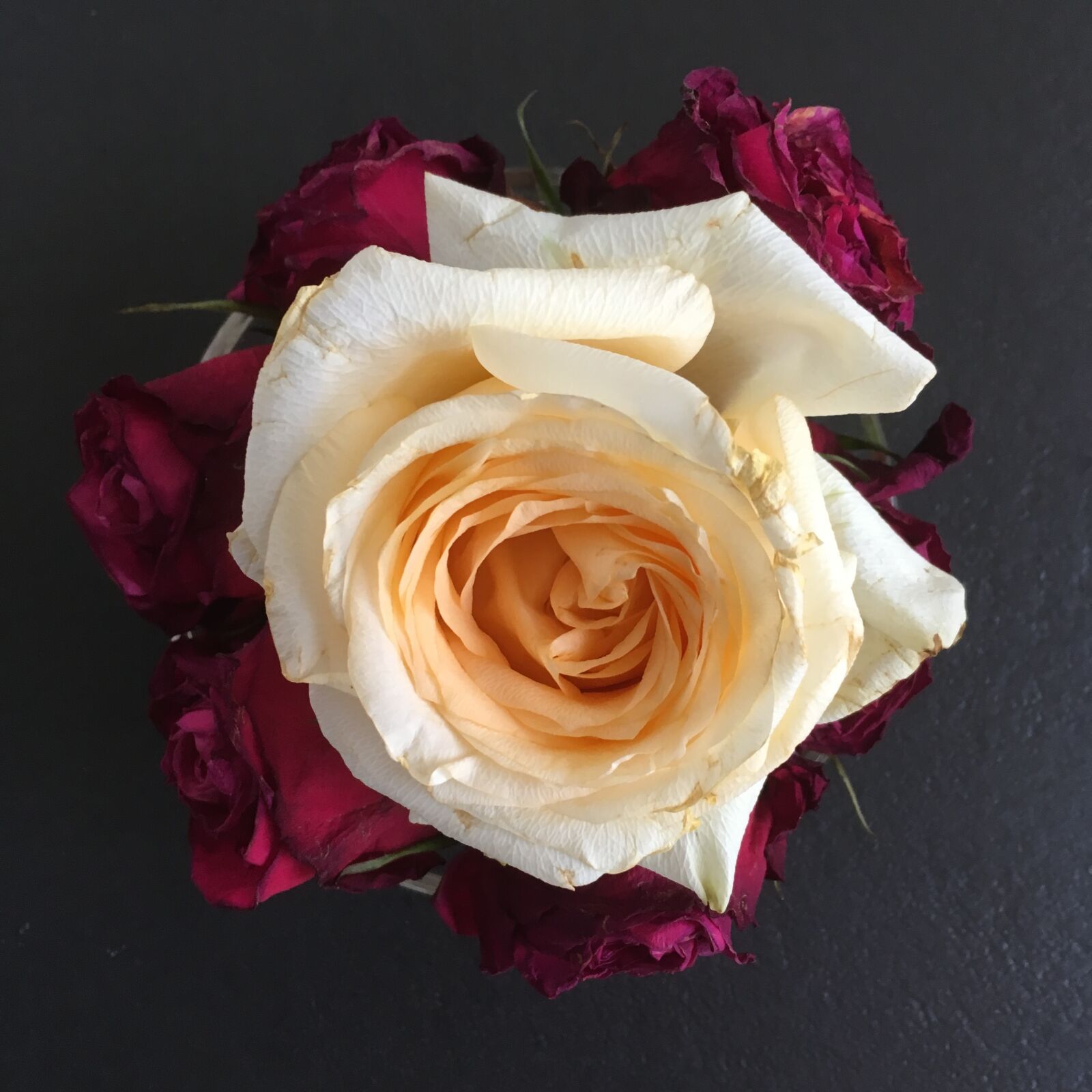 iPhone SE back camera 4.15mm f/2.2 sample photo. Rose, flower, rose blooms photography