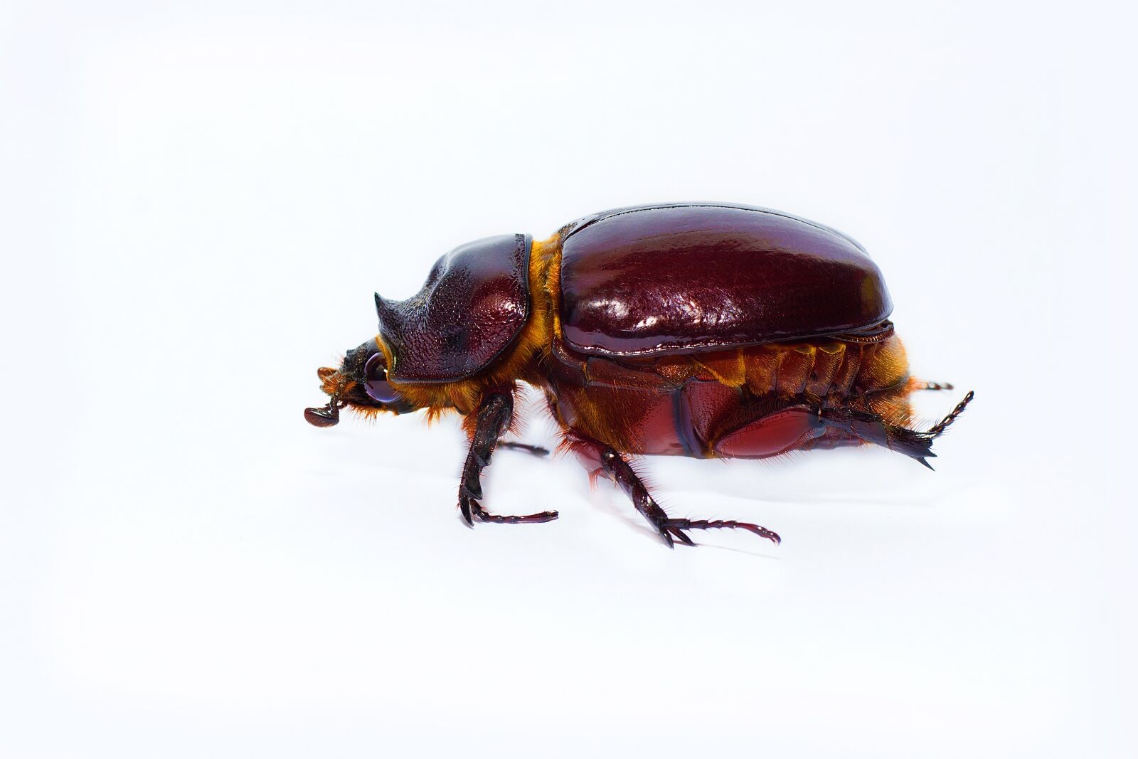 Canon EOS 600D (Rebel EOS T3i / EOS Kiss X5) + Canon EF 50mm F1.8 STM sample photo. Beetle, insect, coleoptero photography