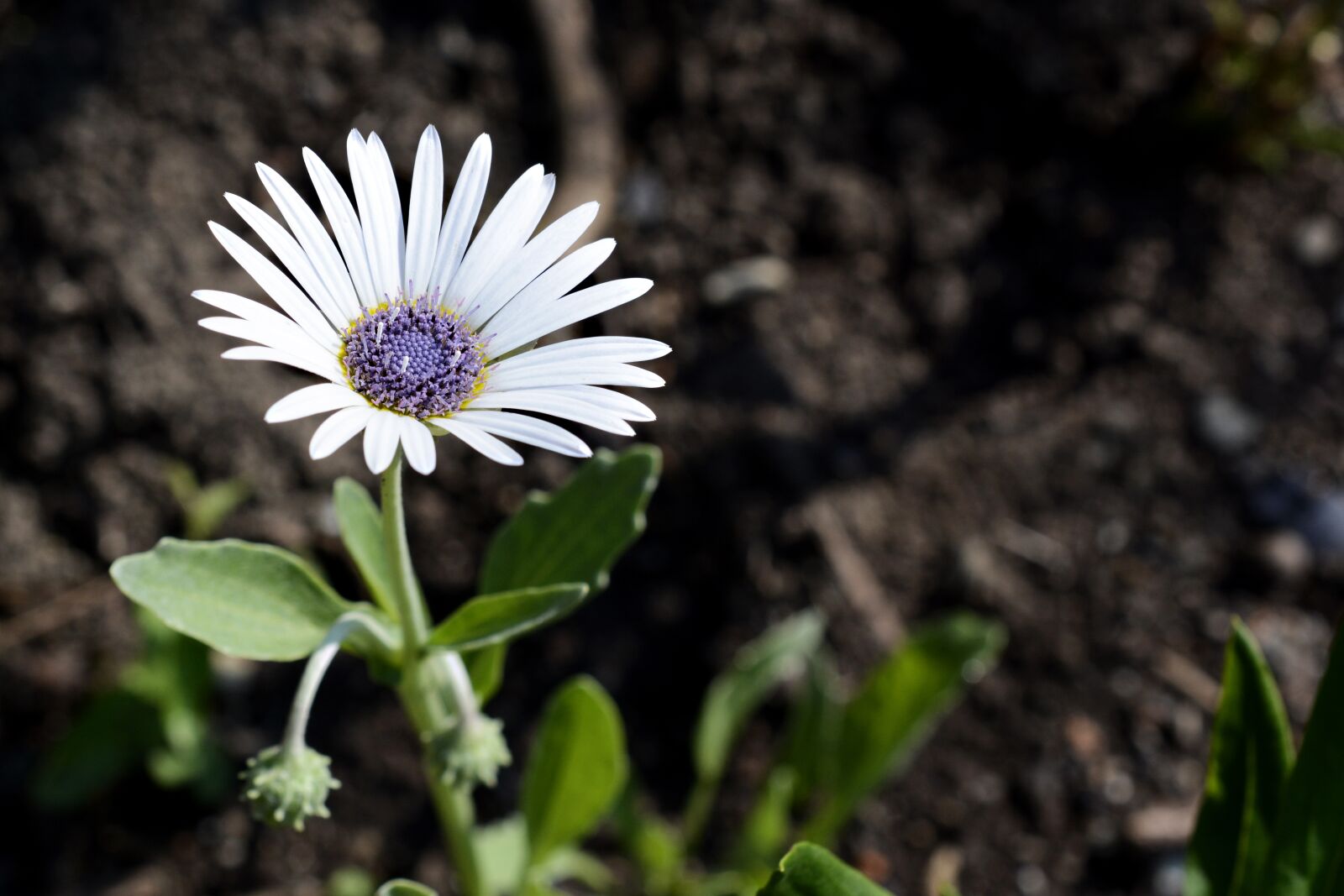 Nikon D7100 sample photo. Graceful bear tube, flower photography