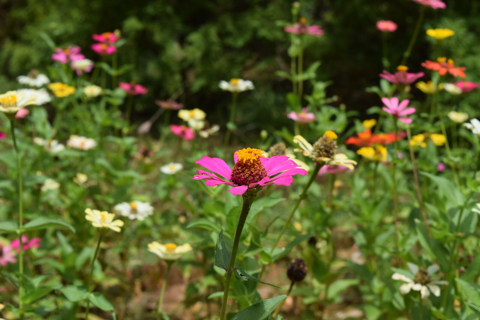 Nikon D3300 sample photo. Flower, flowers, india, wildflower photography