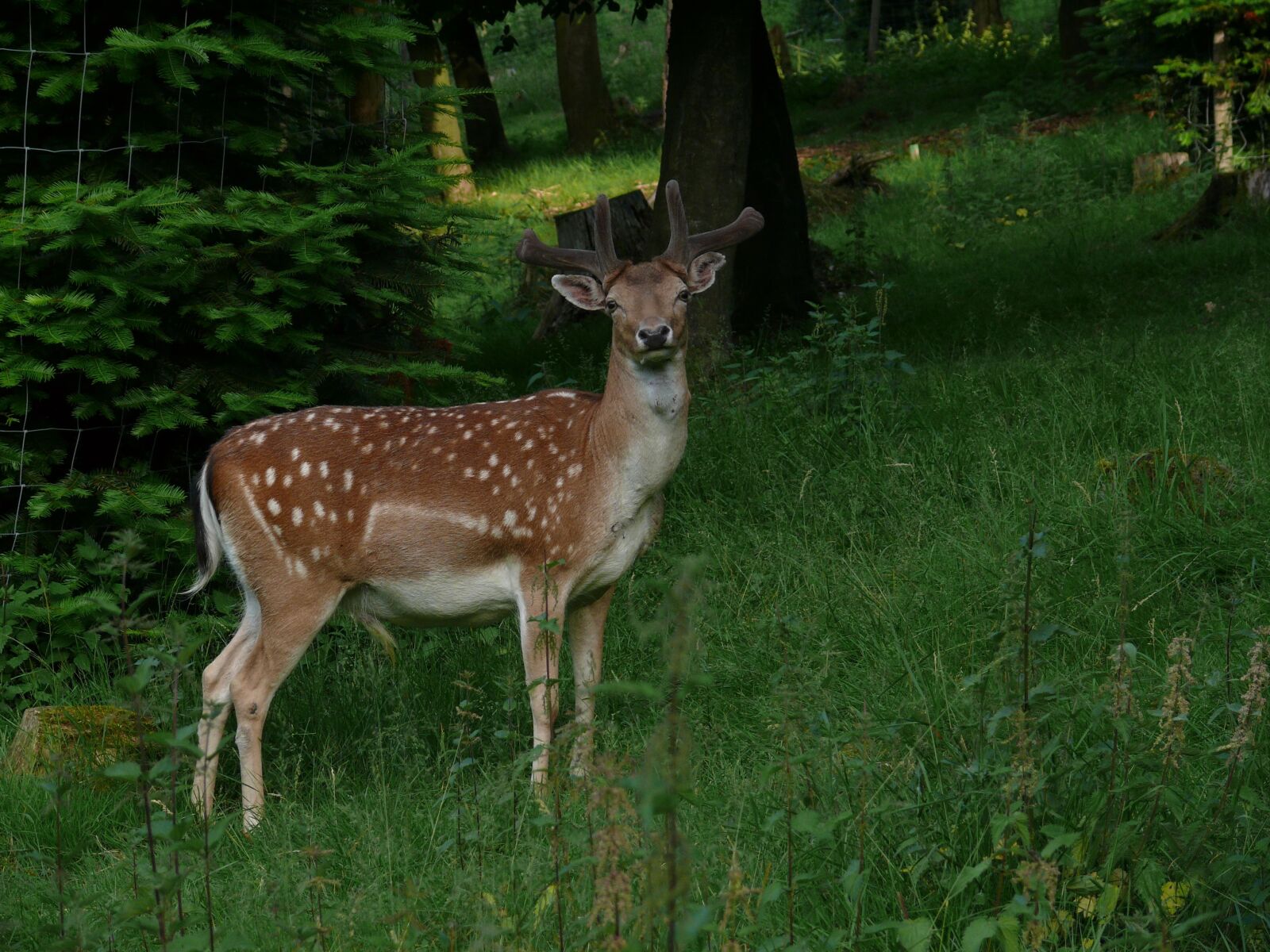 Panasonic DMC-FZ50 sample photo. Roe deer, forest, grass photography