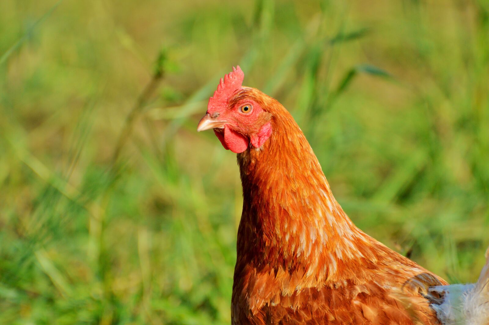 Nikon D3200 sample photo. Chicken, hen, poultry photography