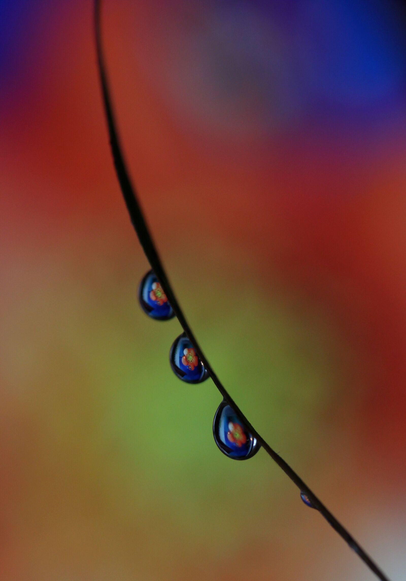 Canon EF-S 60mm F2.8 Macro USM sample photo. Drops, macro, reflection photography