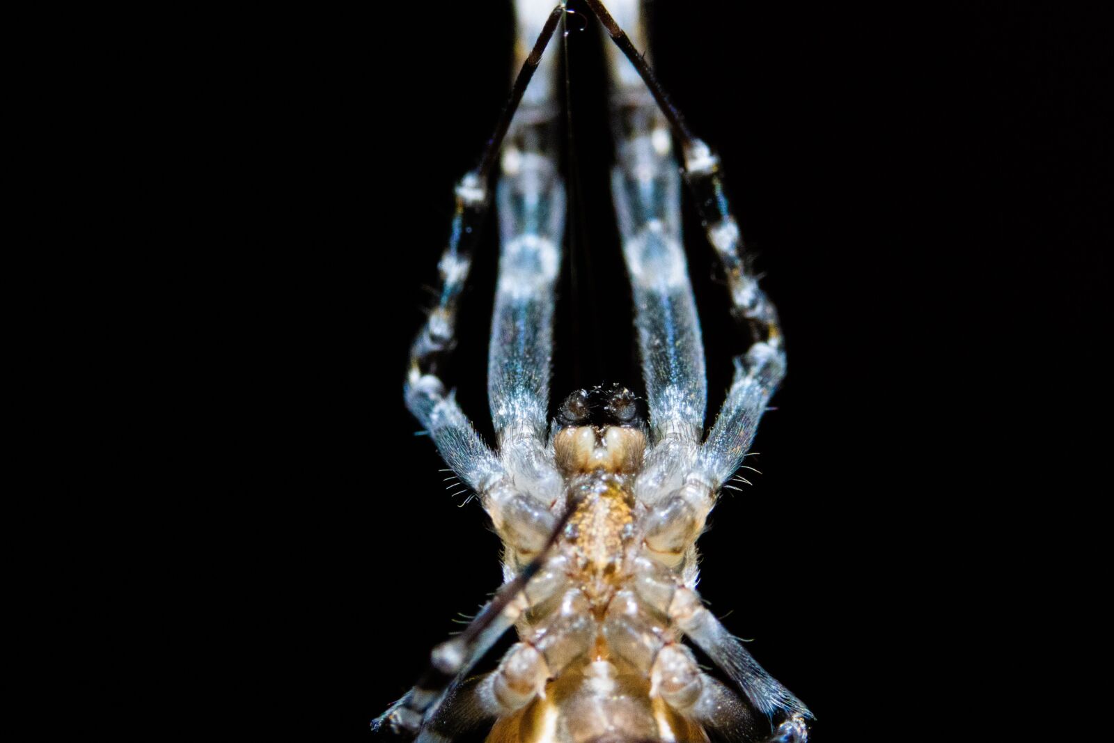Canon EOS 90D sample photo. Spider, blue, arachnid photography