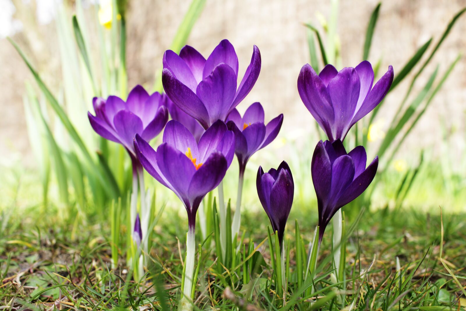 Canon EOS 2000D (EOS Rebel T7 / EOS Kiss X90 / EOS 1500D) sample photo. Crocus, purple, flower photography