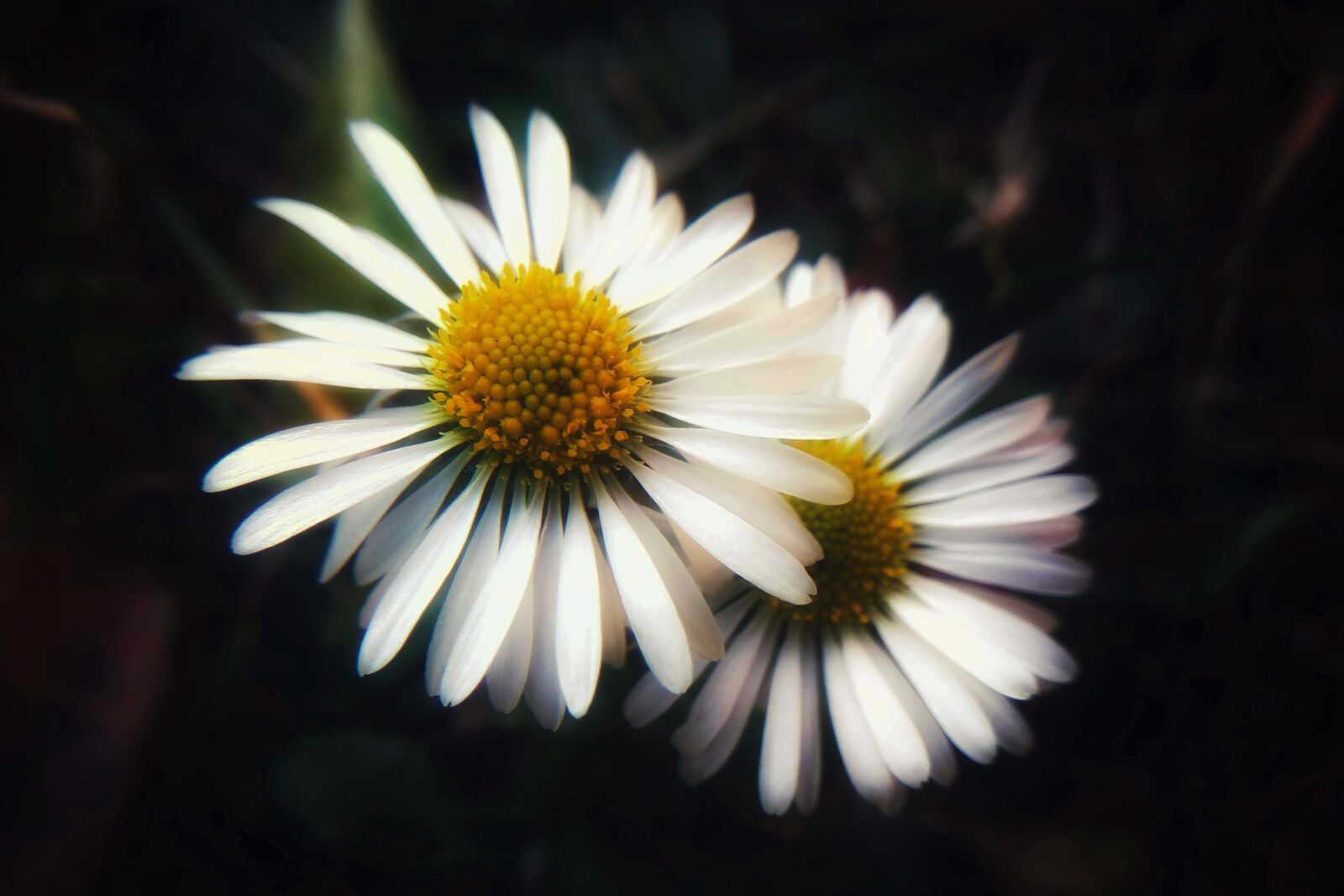 Xiaomi Redmi Note 4 sample photo. White, spring, flowers photography