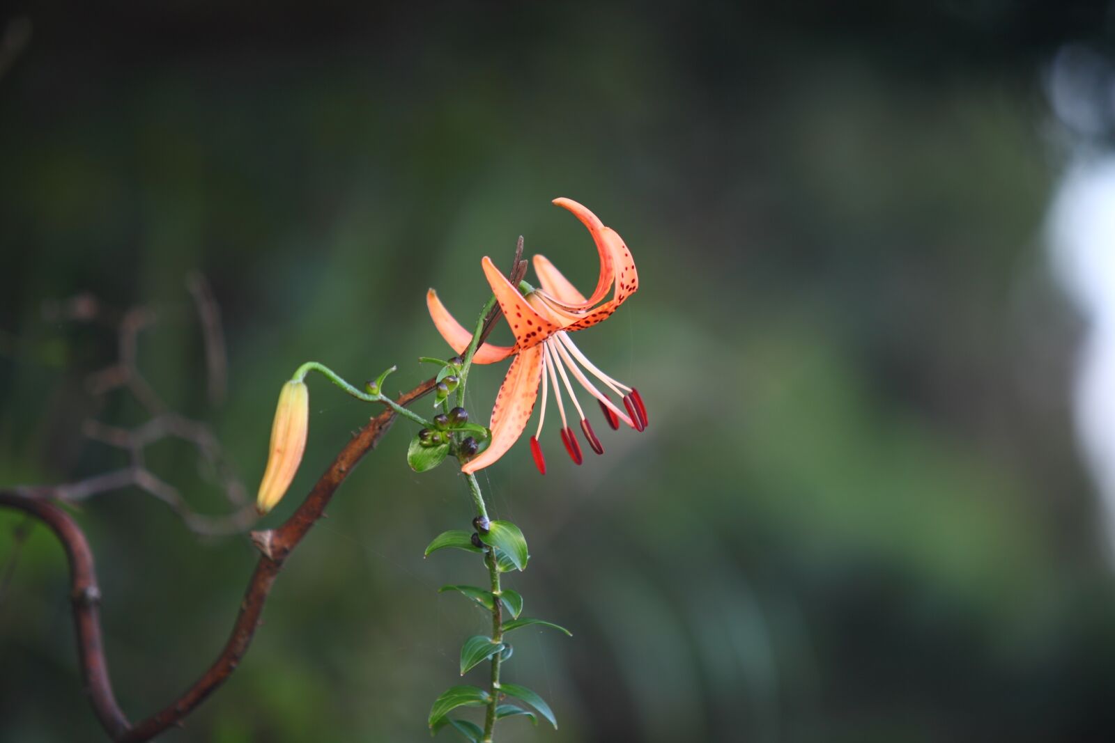 Canon EOS 5D Mark II sample photo. Some people don't, nature photography