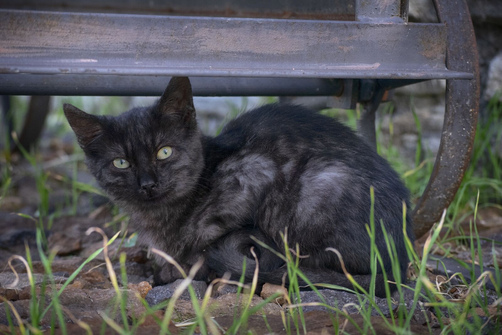 Nikon D3300 sample photo. Cat, black, animals photography
