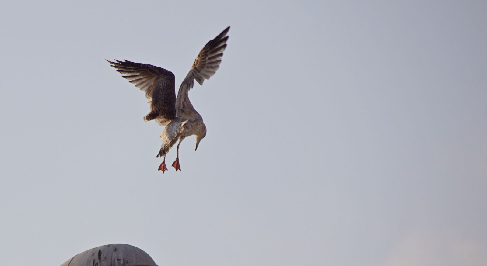 Sony DT 18-200mm F3.5-6.3 sample photo. Seagull, bird, sea photography