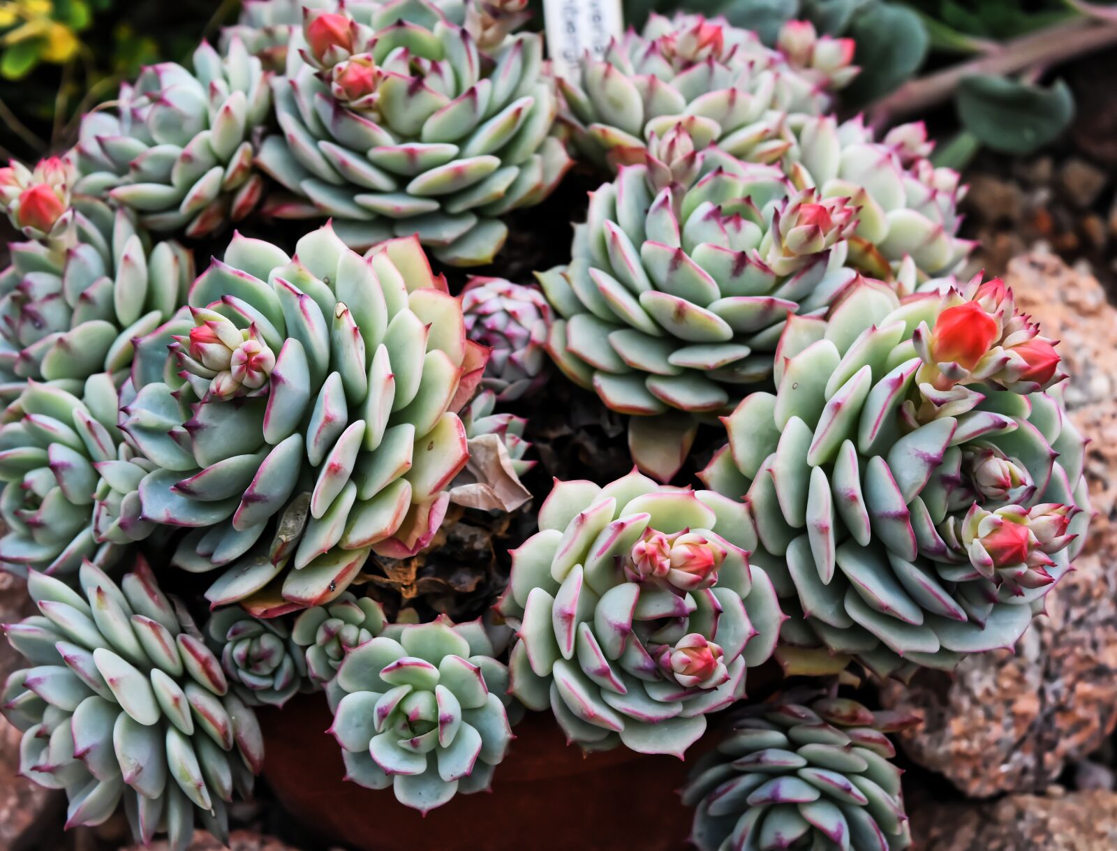 Nikon D7200 sample photo. Cactus, plant, nature photography